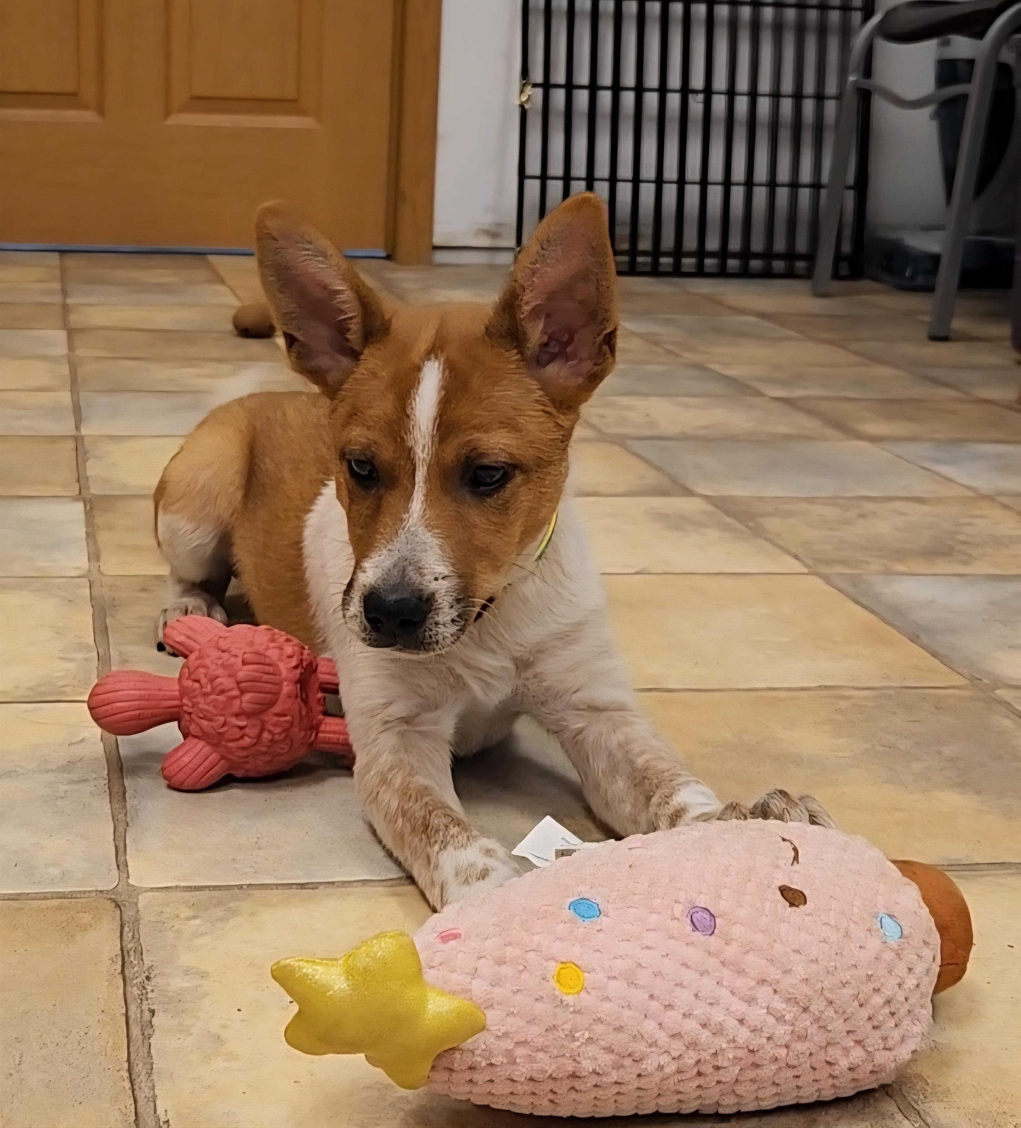 Phineas, Adoptable, Puppy Male Cattle Dog.