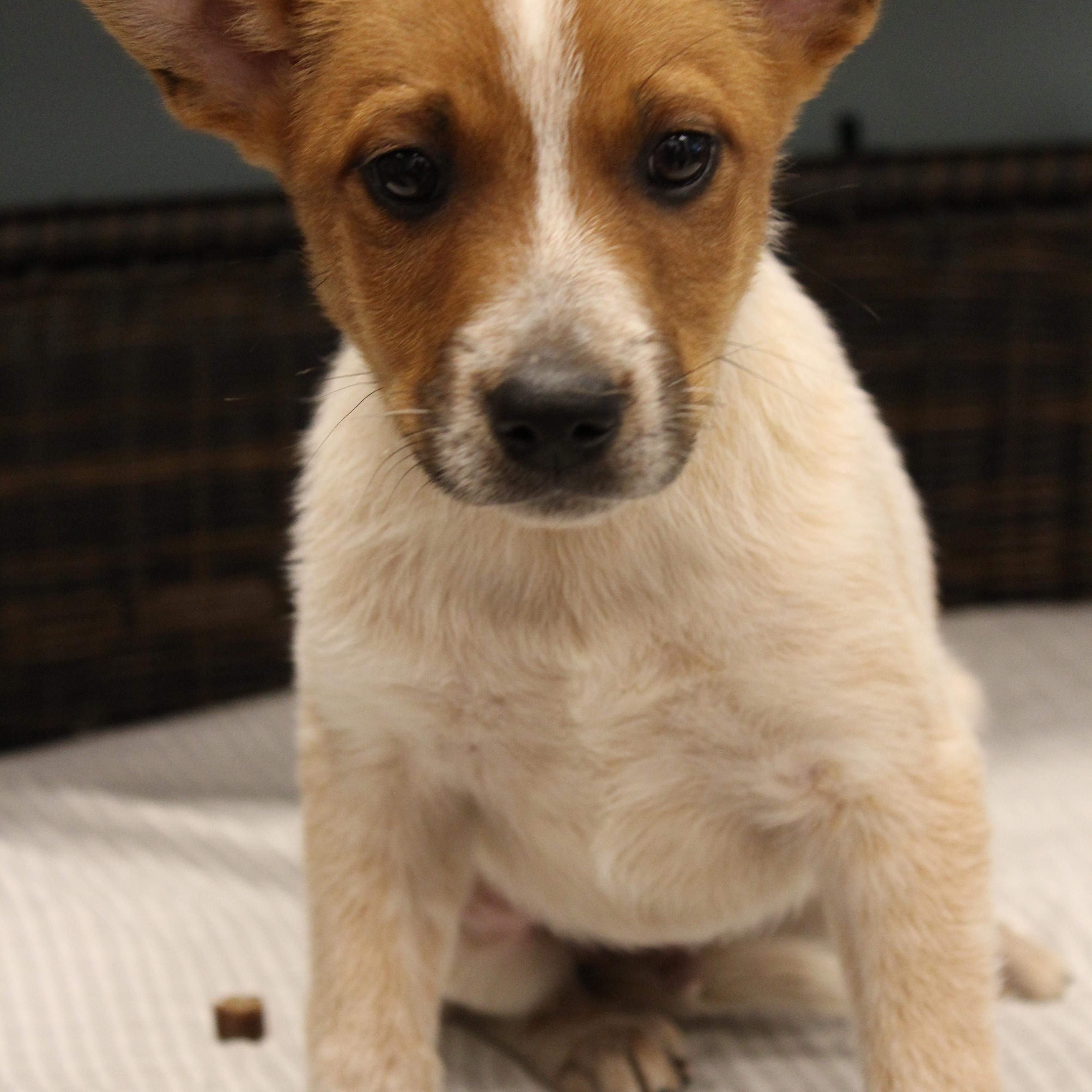Phineas, Adoptable, Puppy Male Cattle Dog.