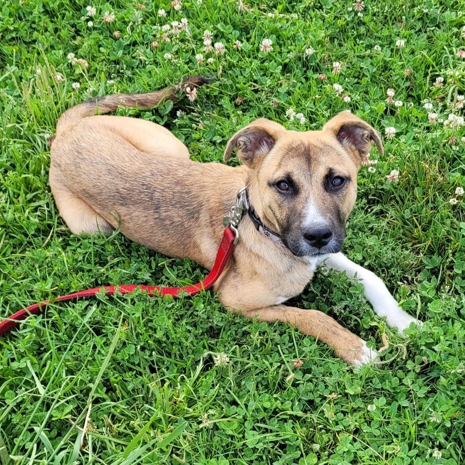 Angel, Adopted, Young Female German Shepherd Dog.