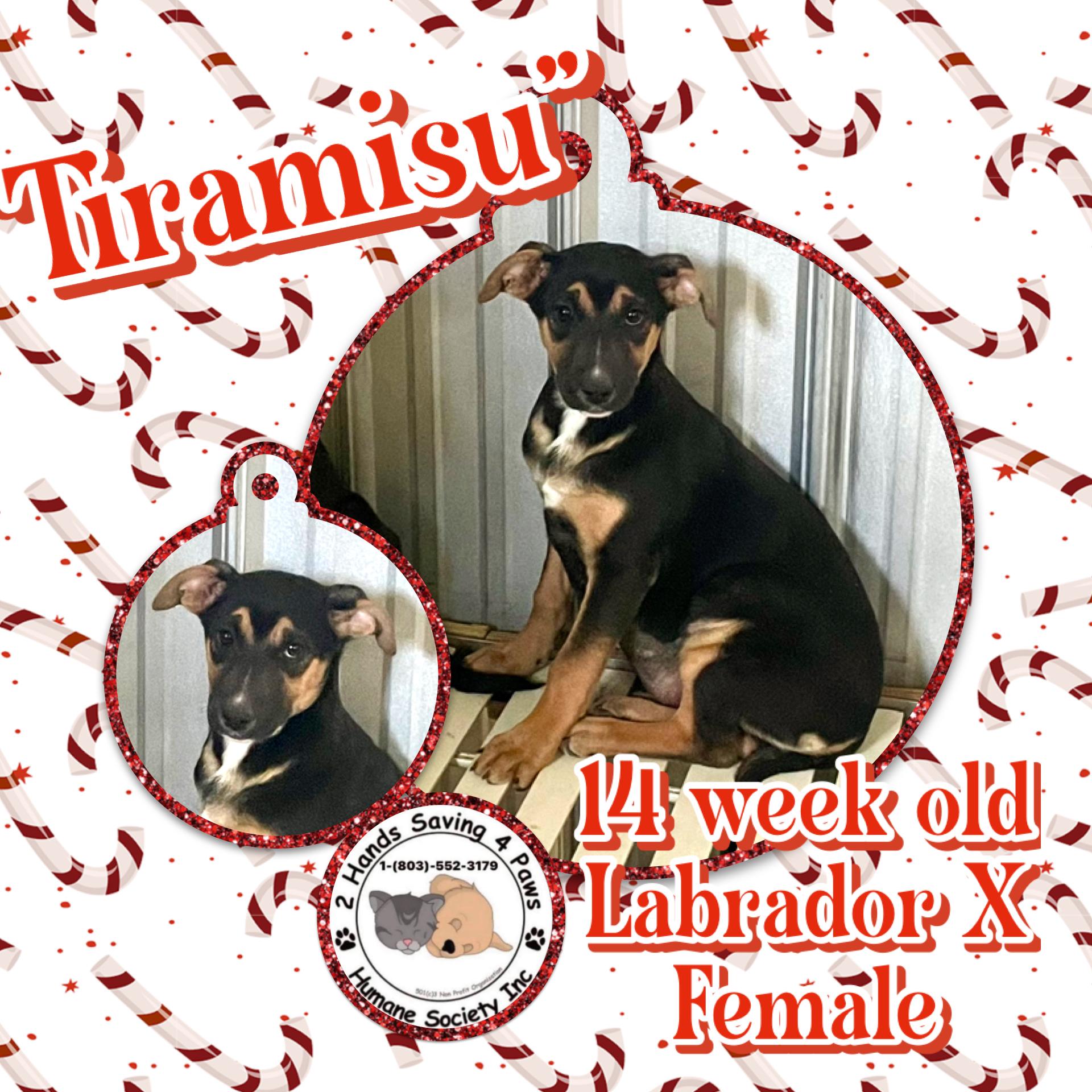 Enlarge Tiramisu , a Adoptable mixed breed in Totowa, NJ image 1/2
