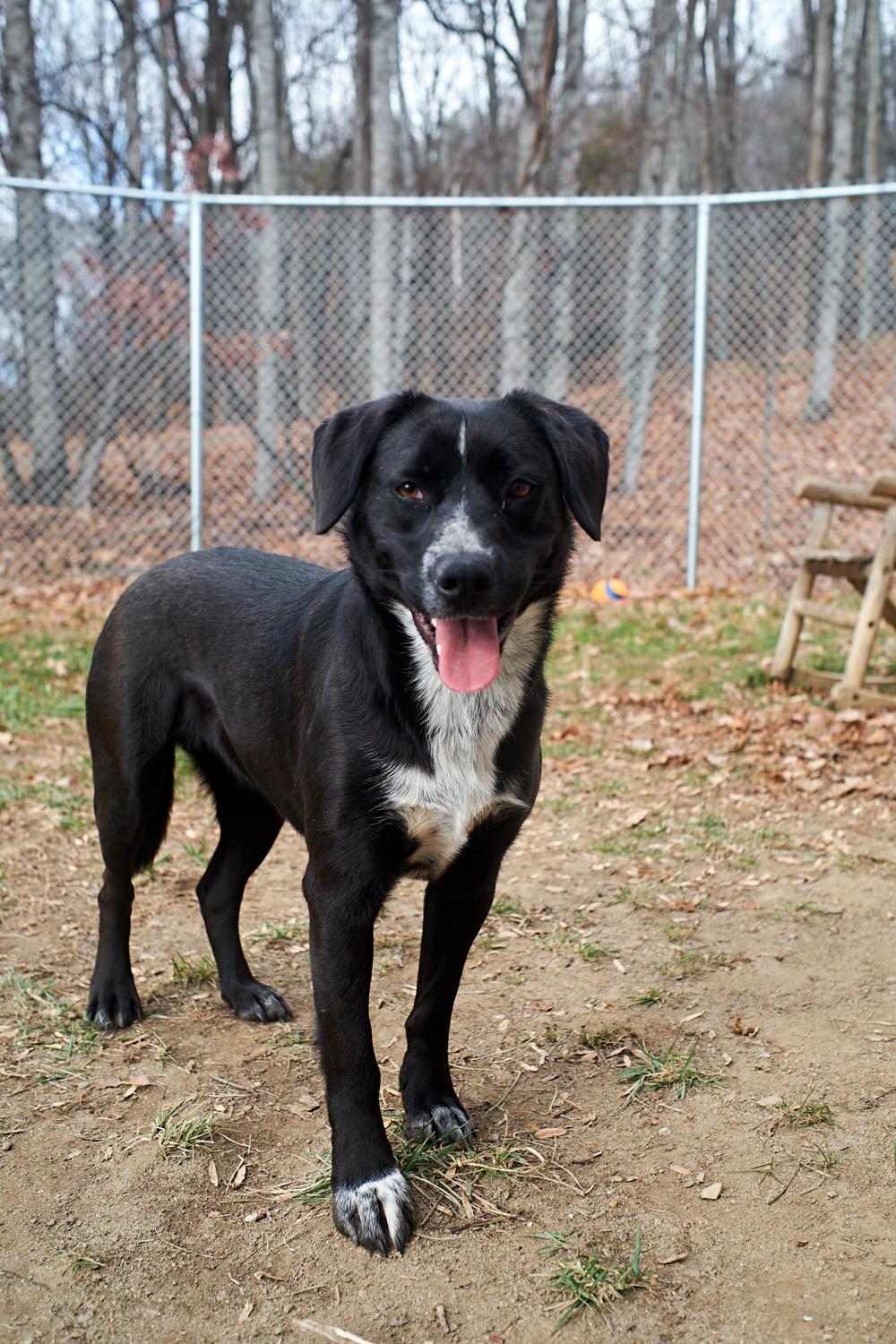 Enlarge Sally, a Adoptable mixed breed in Floyd, VA image 4/5