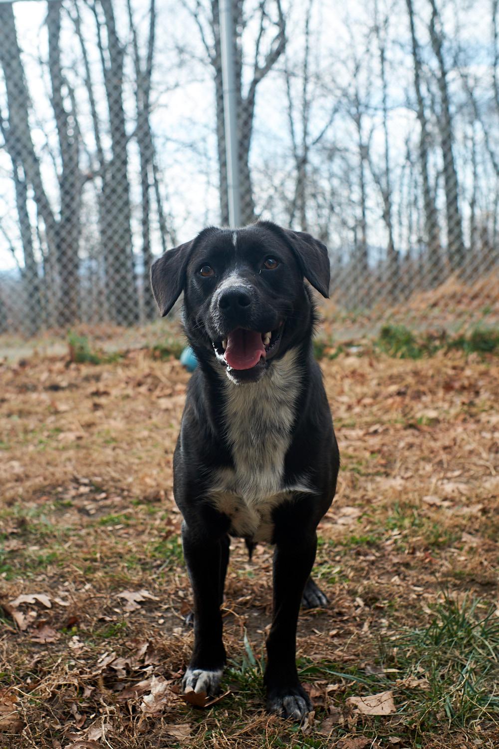 Enlarge Sally, a Adoptable mixed breed in Floyd, VA image 2/5