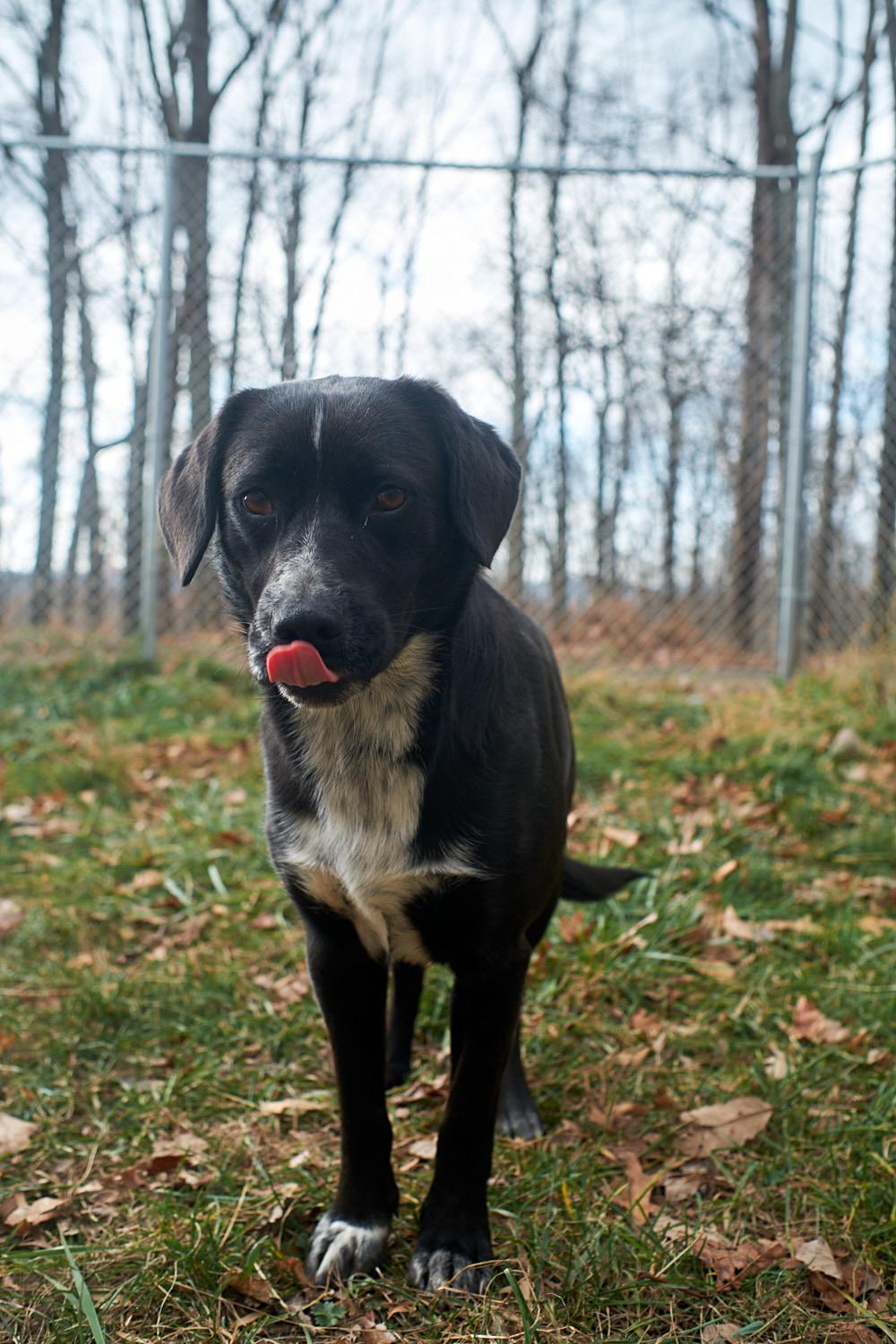 Enlarge Sally, a Adoptable mixed breed in Floyd, VA image 5/5