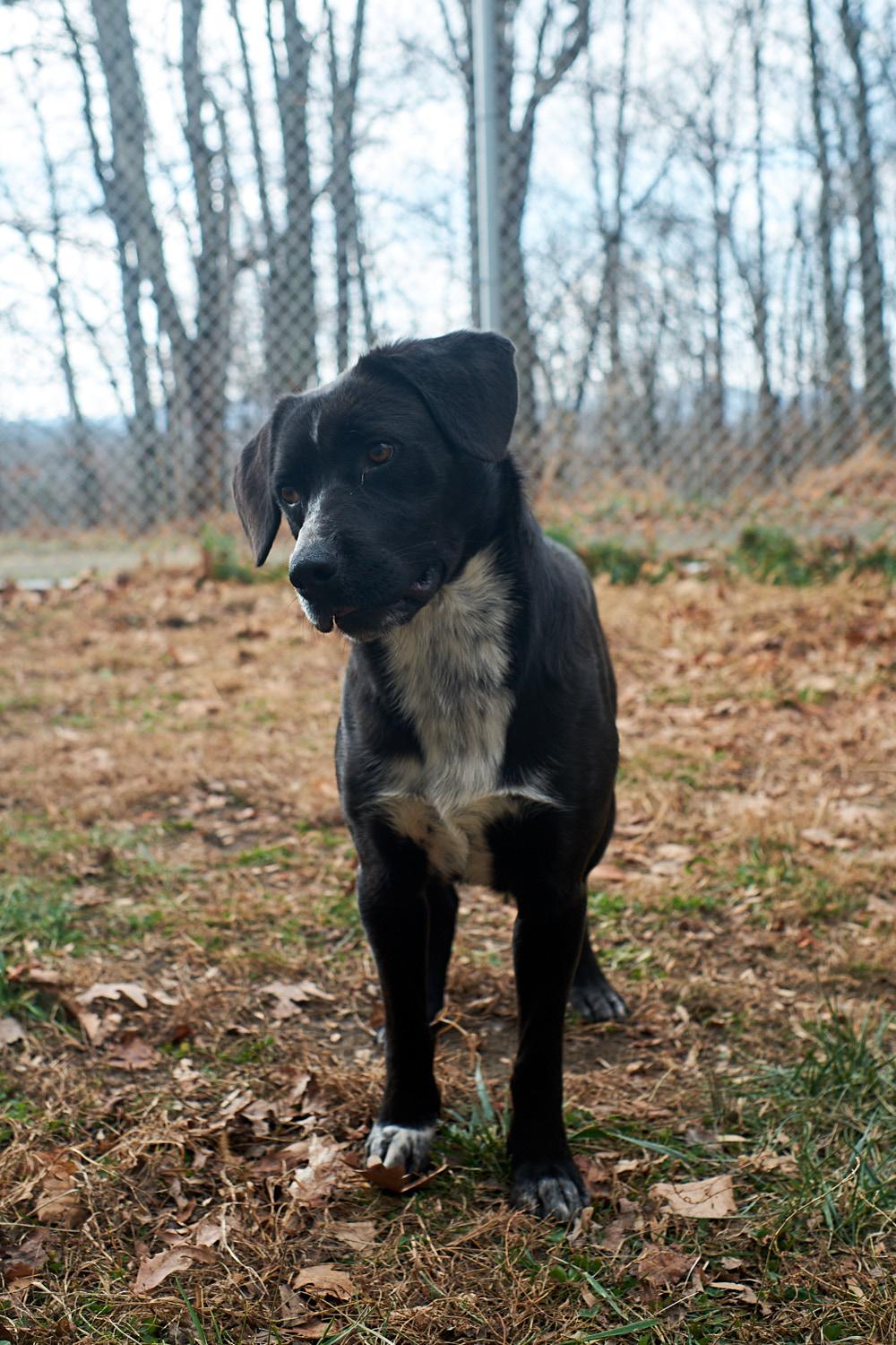 Enlarge Sally, a Adoptable mixed breed in Floyd, VA image 3/5