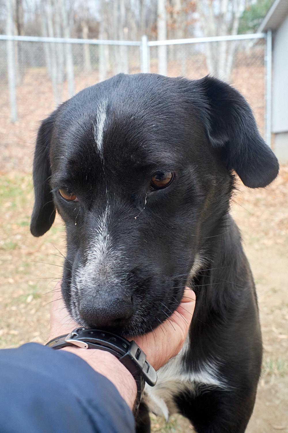 Enlarge Sally, a Adoptable mixed breed in Floyd, VA image 1/5