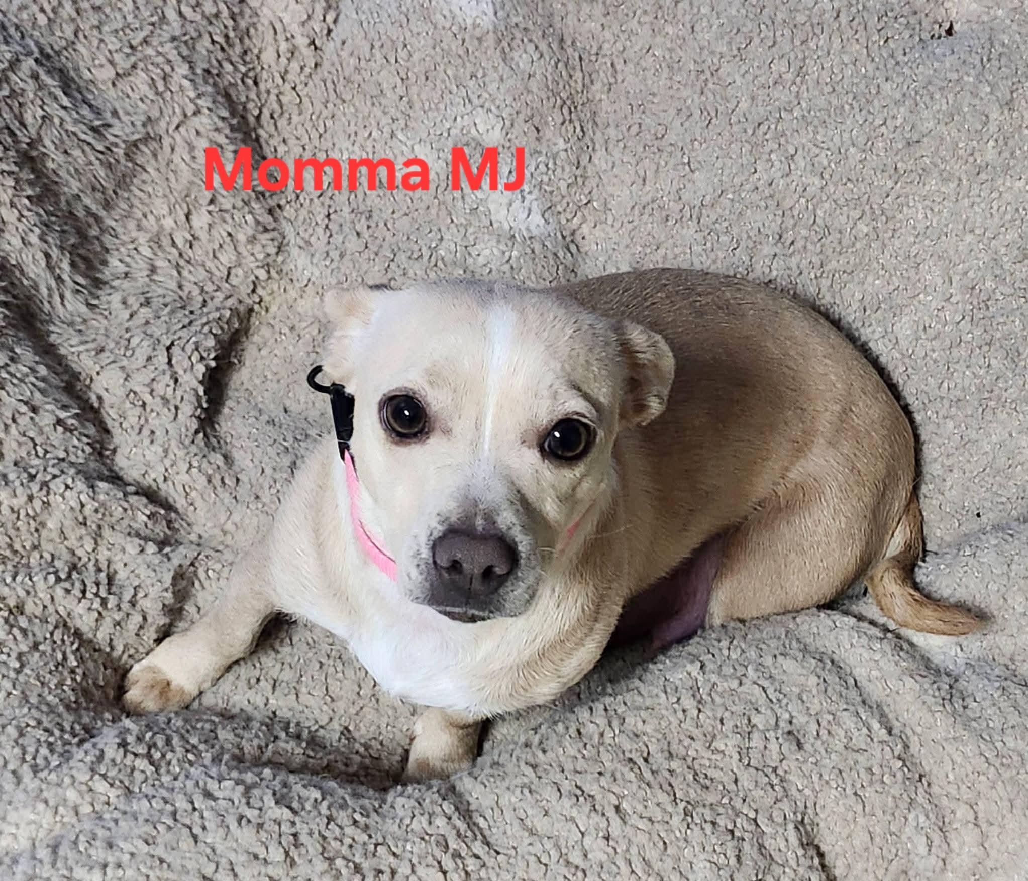 Bear, an adopted Chihuahua in Pelzer, SC image 2/2