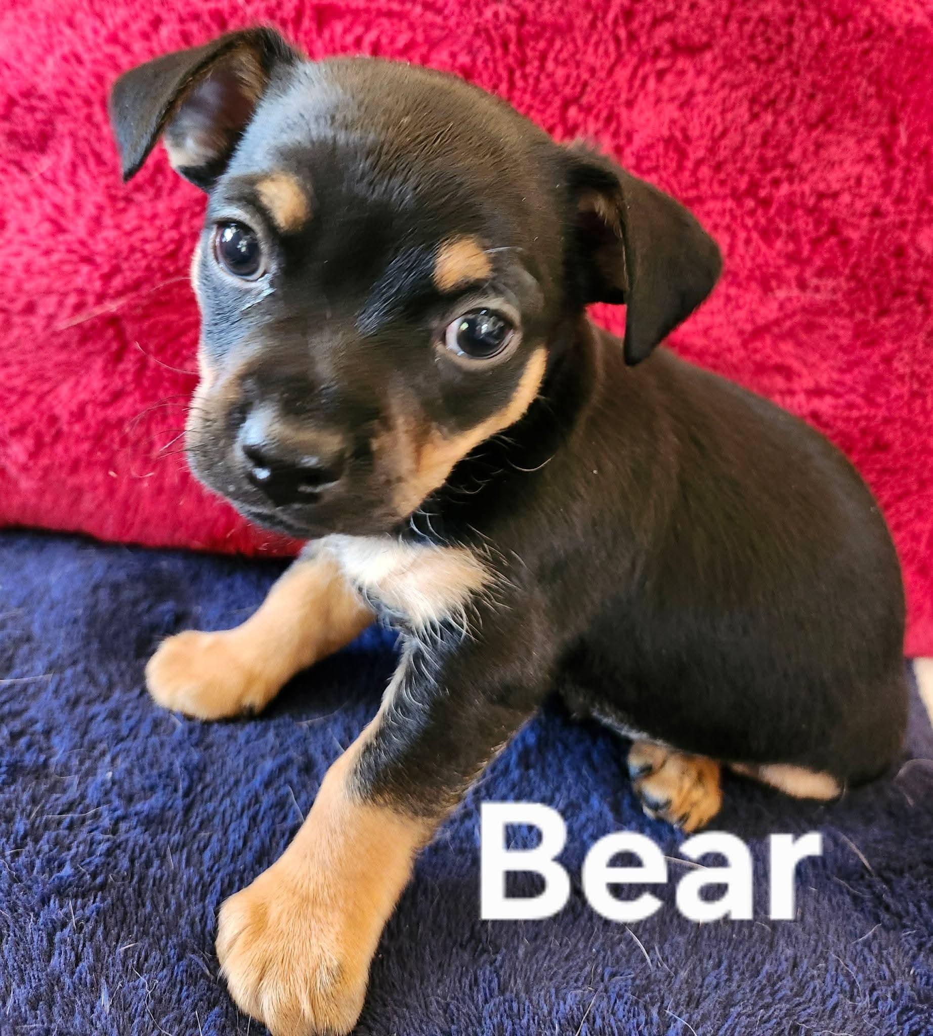 Bear, adopted, Puppy Male Chihuahua.