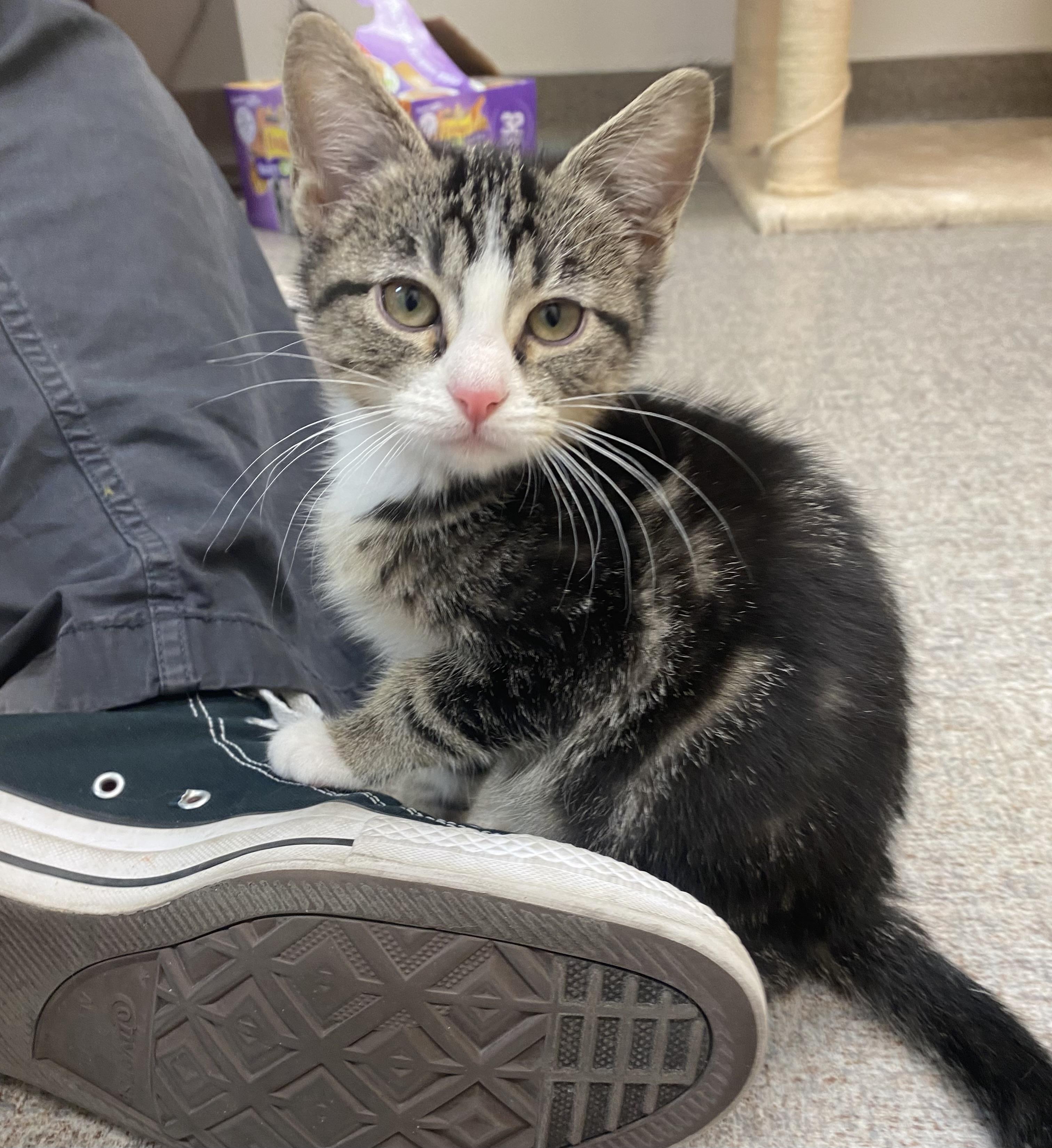 Enlarge Tabitha, a Adoptable Domestic Short Hair in Pocatello, ID image 4/4