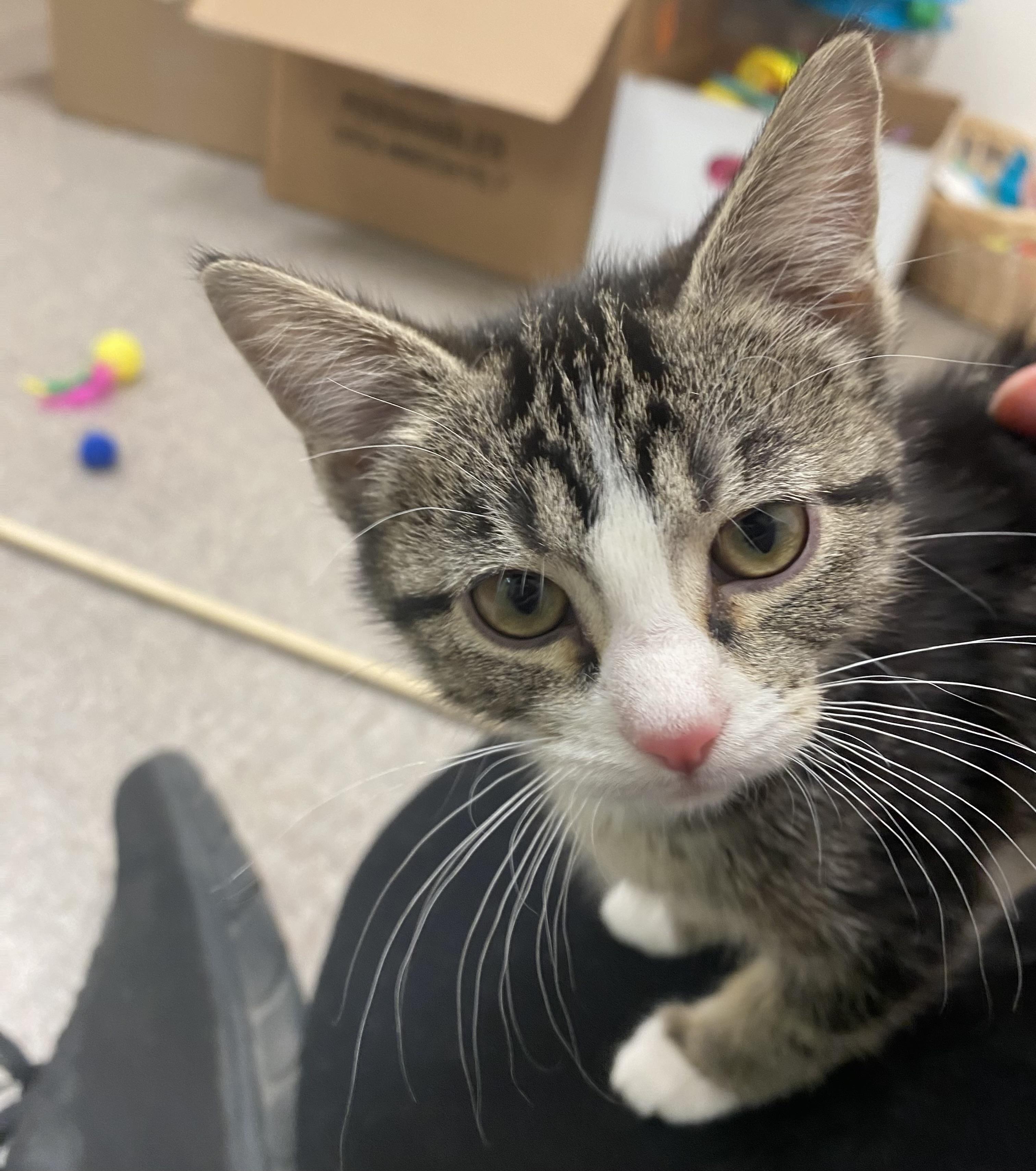 Enlarge Tabitha, a Adoptable Domestic Short Hair in Pocatello, ID image 2/4