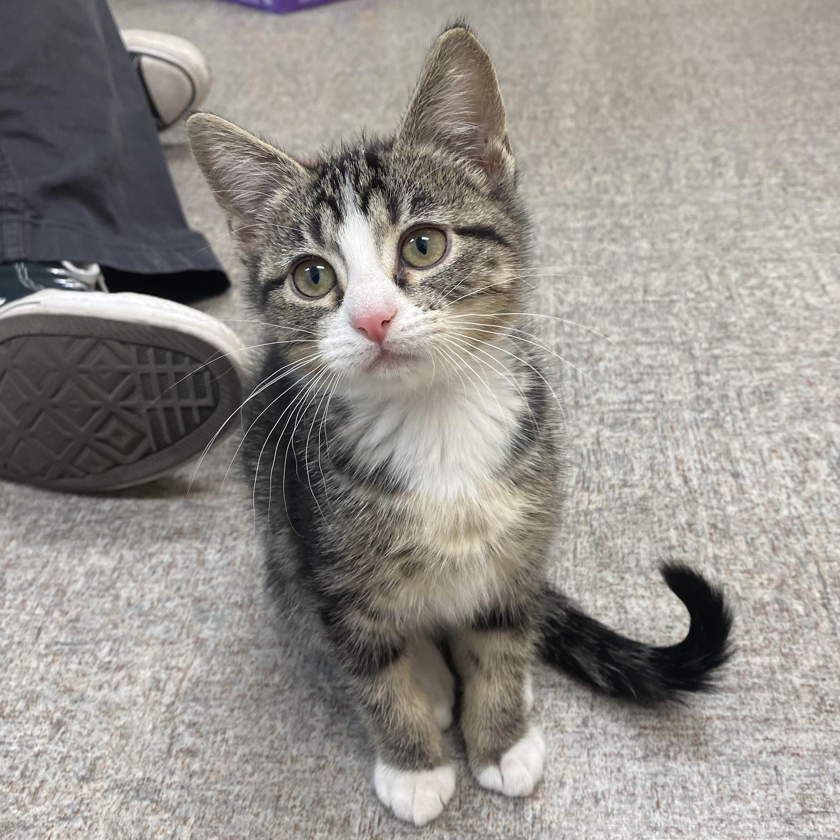 Tabitha, Adoptable, Kitten Female Domestic Short Hair.