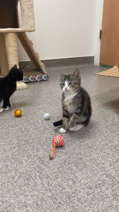 Enlarge Tabitha, a Adoptable Domestic Short Hair in Pocatello, ID video 3/4