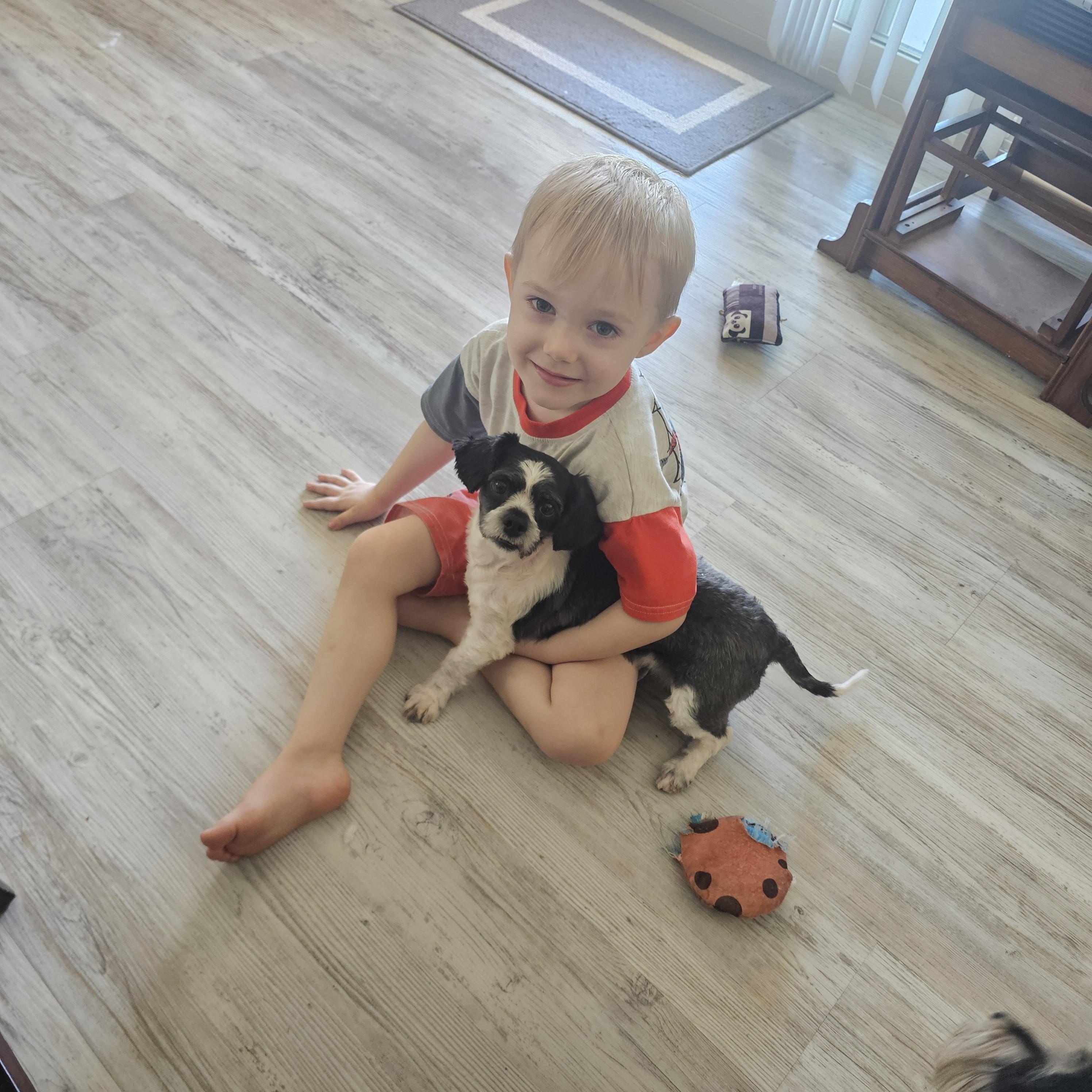 Enlarge May, a Adopted Shih Tzu in Buckeye, AZ image 2/6