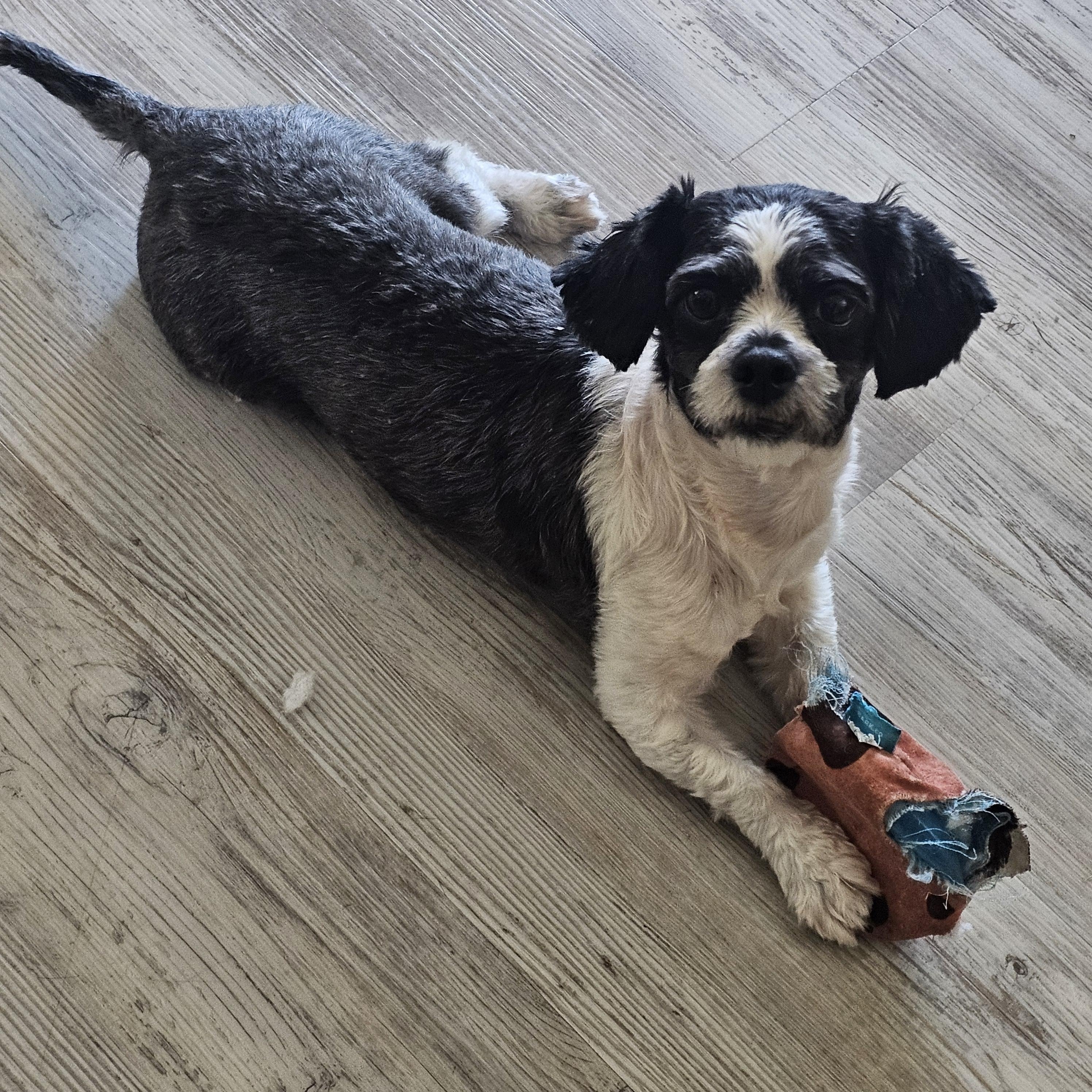 Enlarge May, a Adopted Shih Tzu in Buckeye, AZ image 1/6