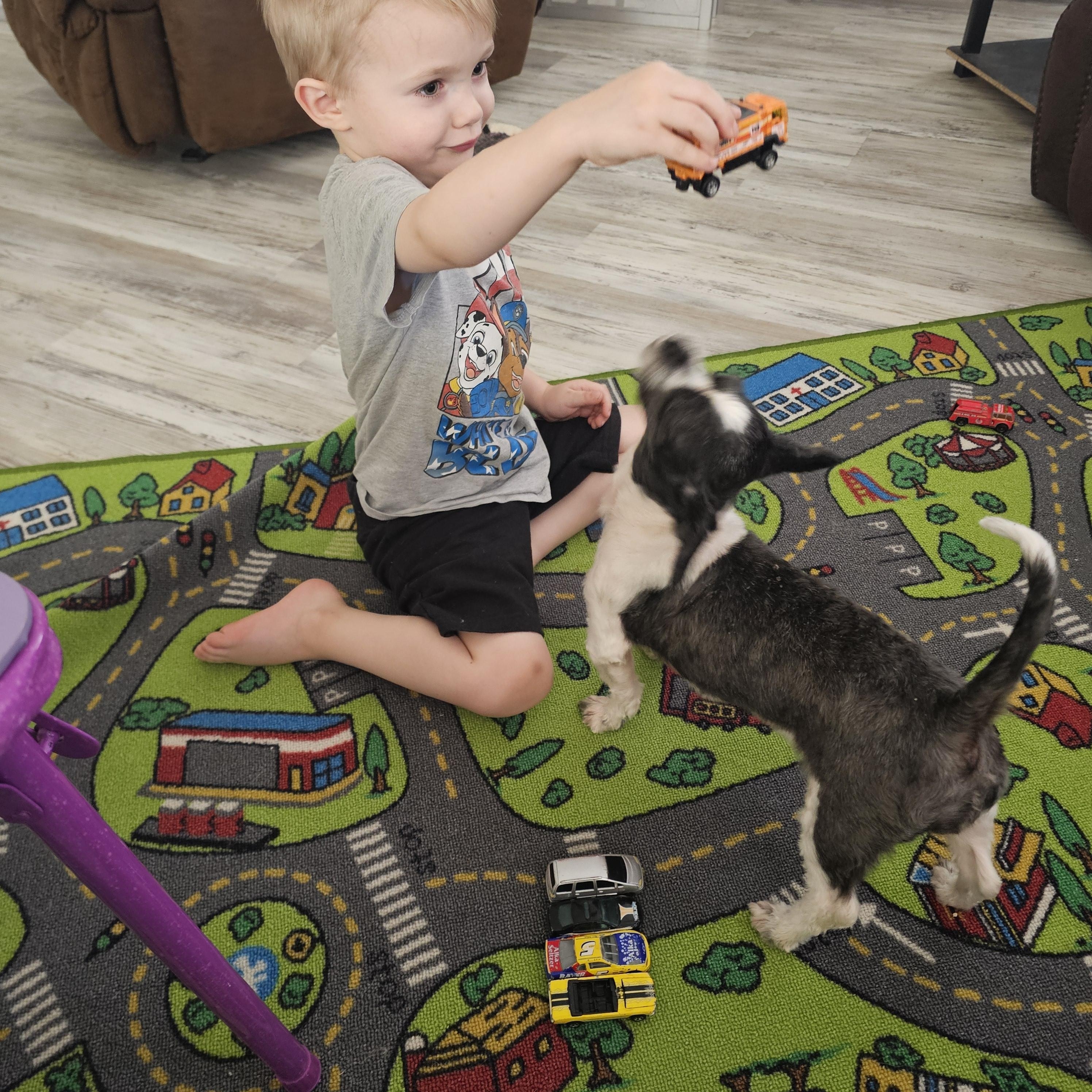 Enlarge May, a Adopted Shih Tzu in Buckeye, AZ image 4/6