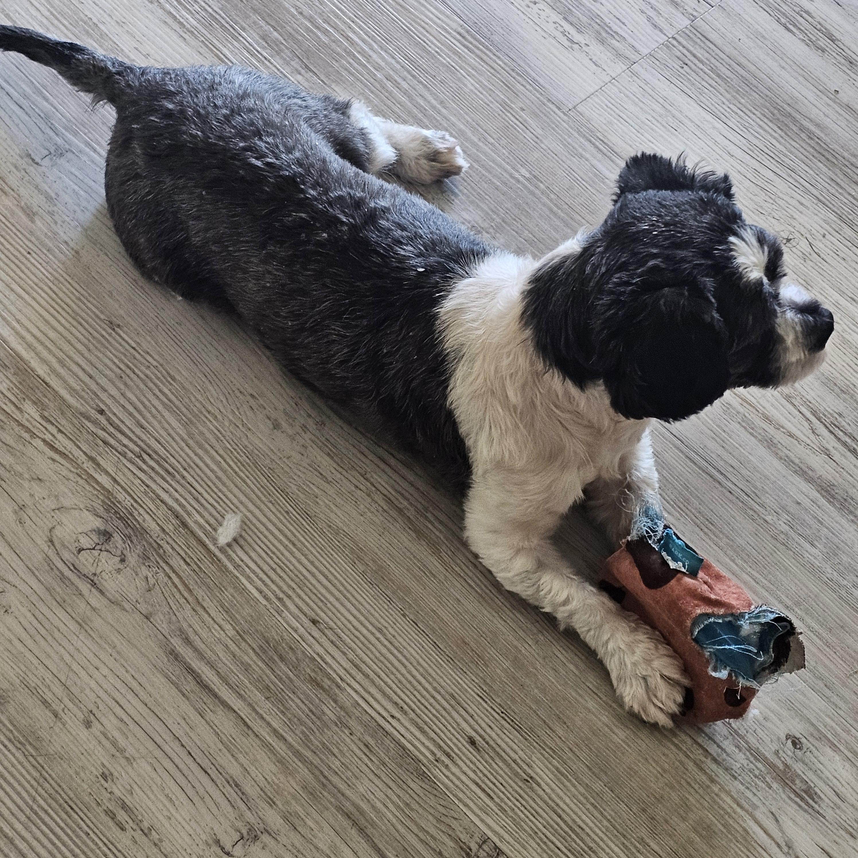 Enlarge May, a Adopted Shih Tzu in Buckeye, AZ image 3/6