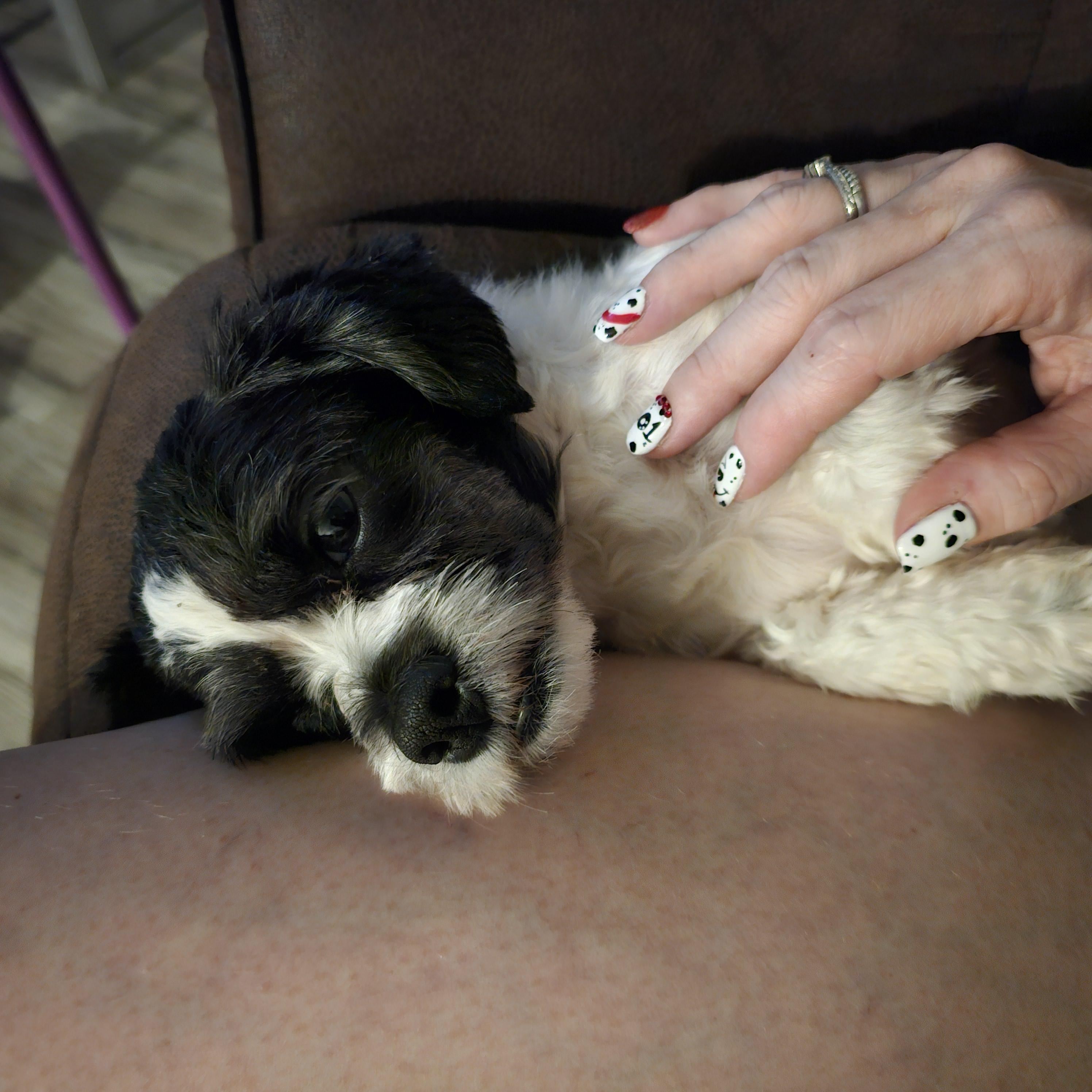 Enlarge May, a Adopted Shih Tzu in Buckeye, AZ image 6/6