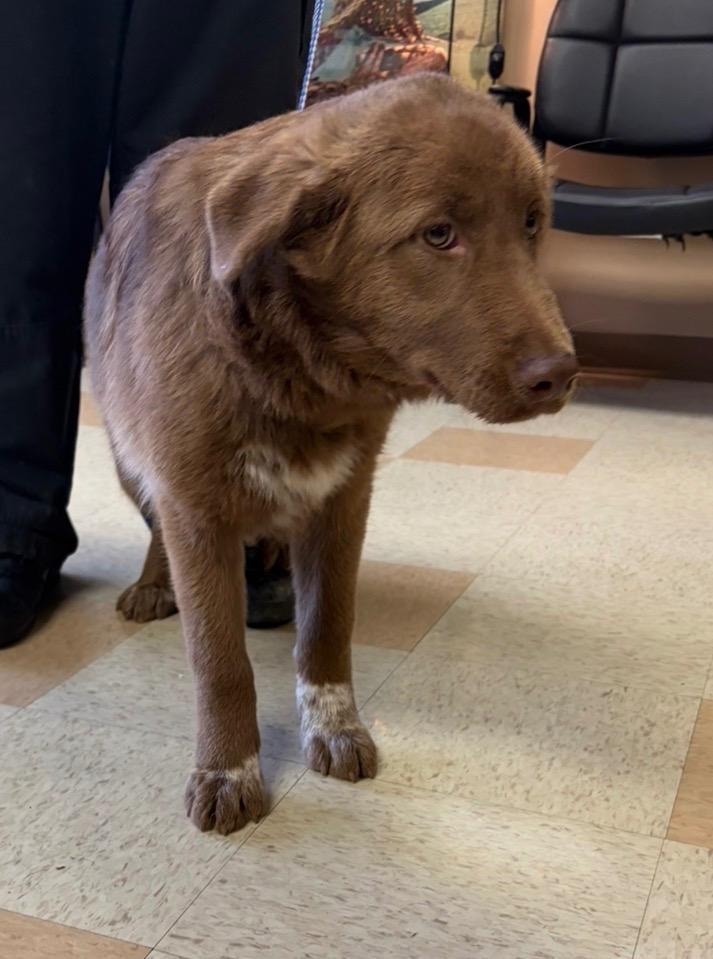 Toph, Adoptable, Young Female Labrador Retriever & Shepherd.