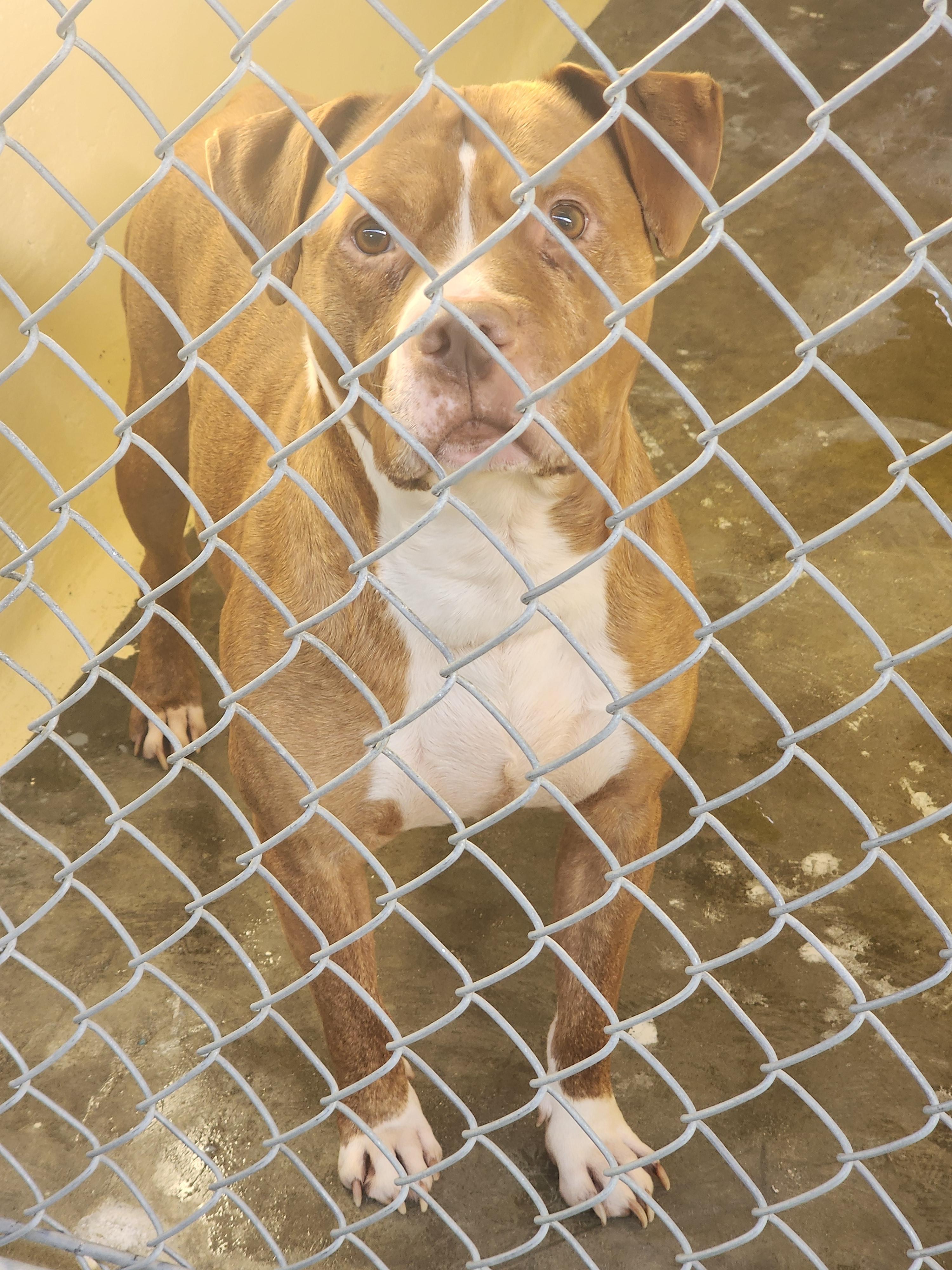Enlarge 25-322, a ADOPTABLE Pit Bull Terrier in Ridgecrest, CA image 1/1