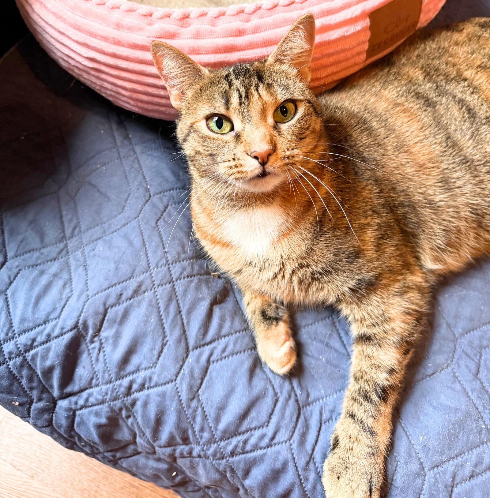 Beema, a Adoptable Domestic Short Hair in Brooklyn, NY image 2/2