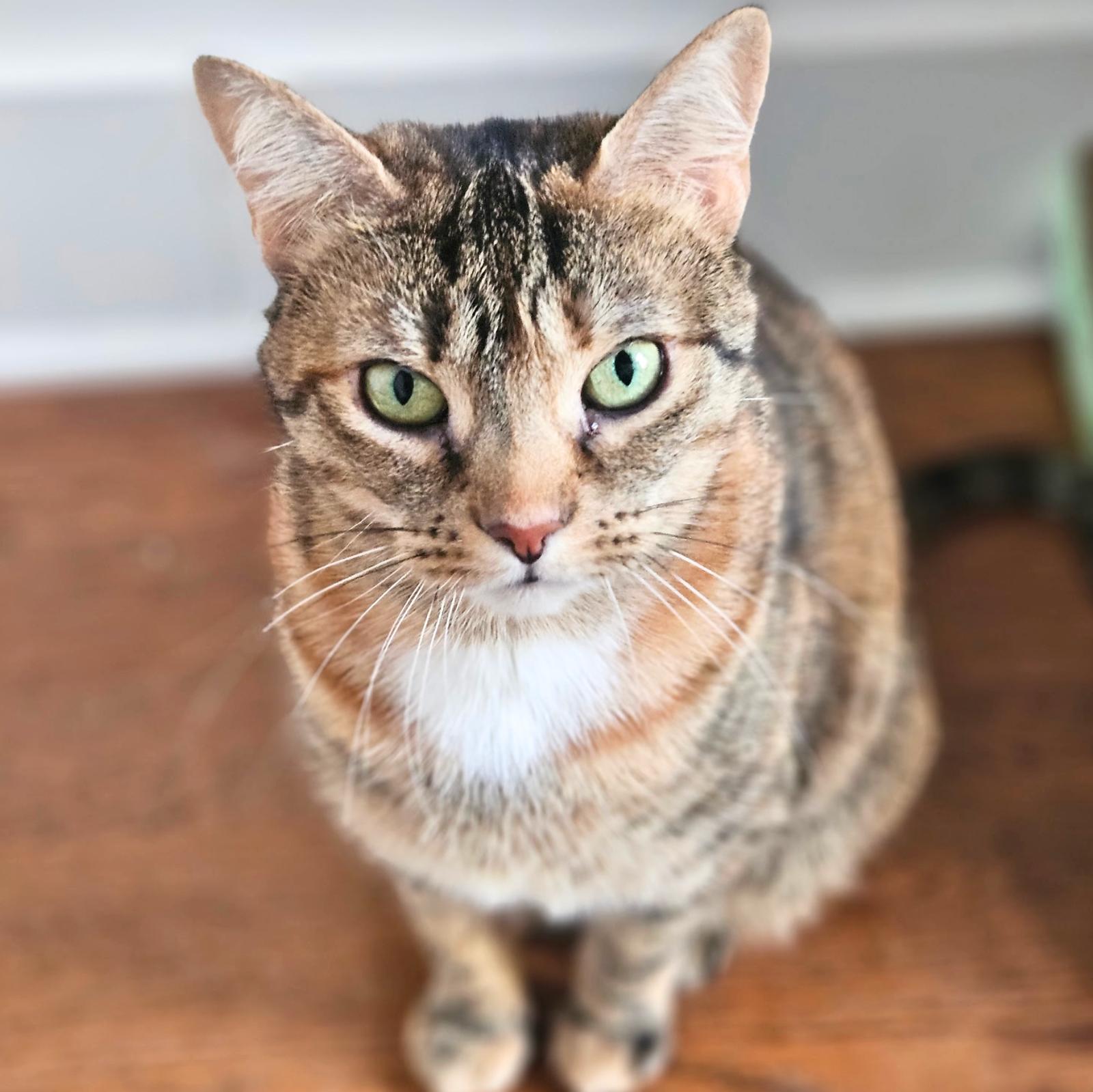 Beema, a Adoptable Domestic Short Hair in Brooklyn, NY image 3/3