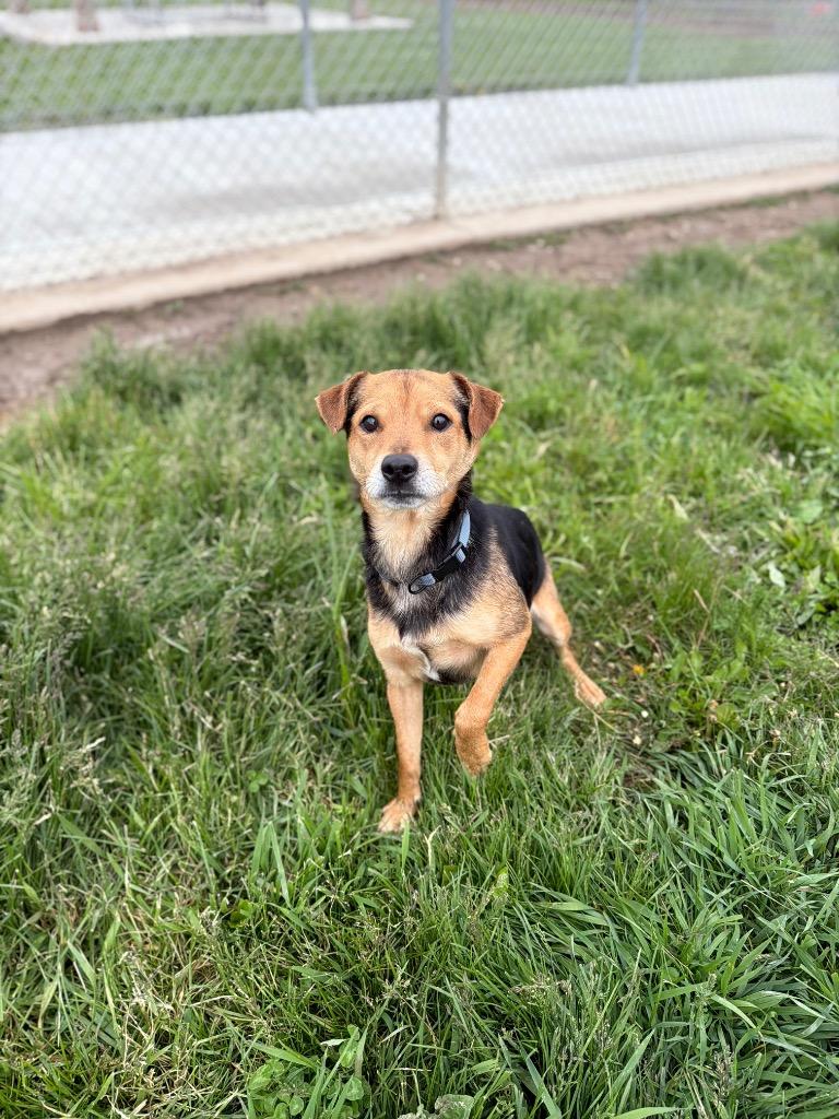 Andy, Adoptable, Young Male Terrier.