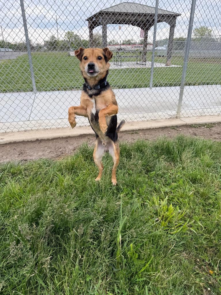 Enlarge Andy, a Adoptable mixed breed in Pierceton, IN image 2/6