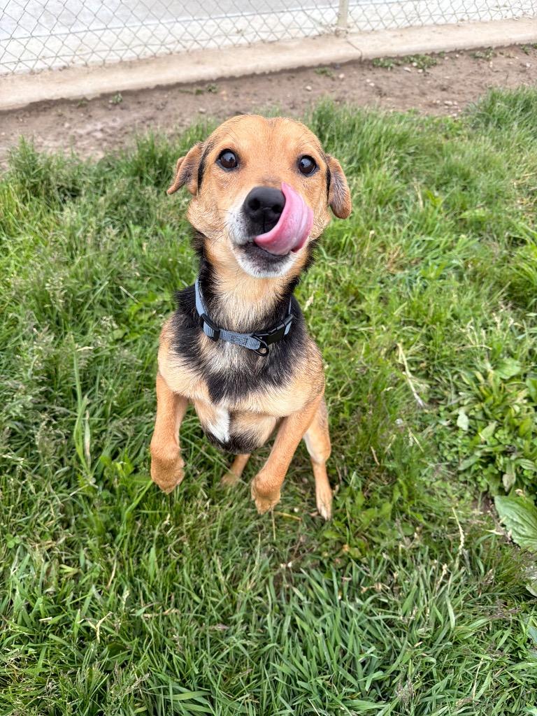 Enlarge Andy, a Adoptable mixed breed in Pierceton, IN image 3/6