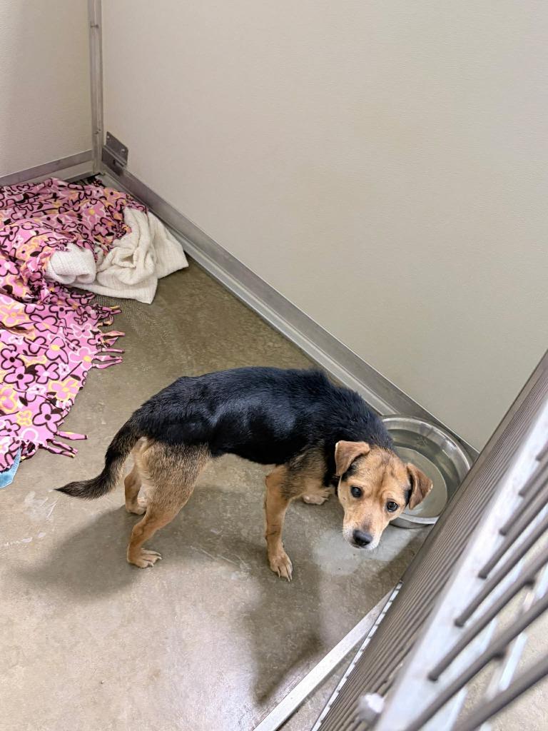Enlarge Andy, a Adoptable mixed breed in Pierceton, IN image 4/6