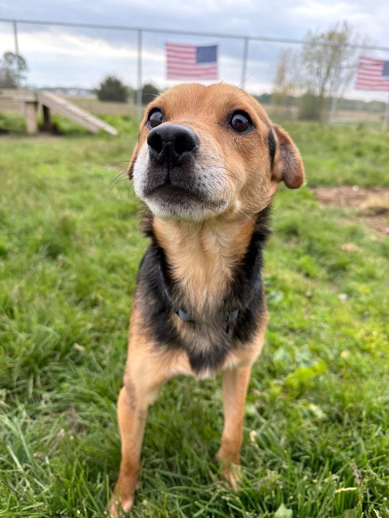 Enlarge Andy, a Adoptable mixed breed in Pierceton, IN image 5/6