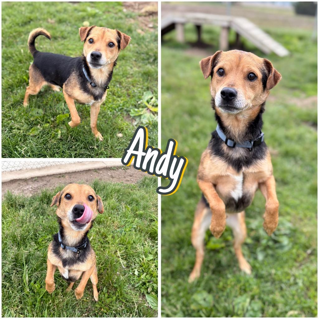 Enlarge Andy, a Adoptable mixed breed in Pierceton, IN image 6/6