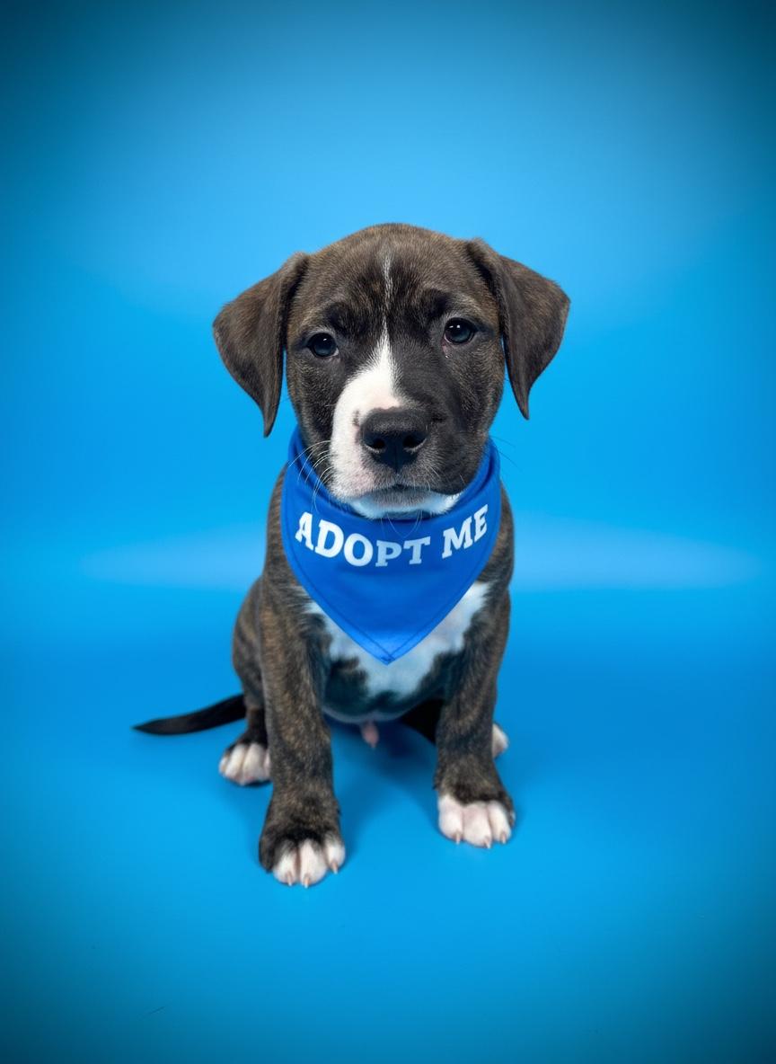 Petrie- ADOPT Me, a ADOPTABLE mixed breed in Redondo Beach, CA image 1/3