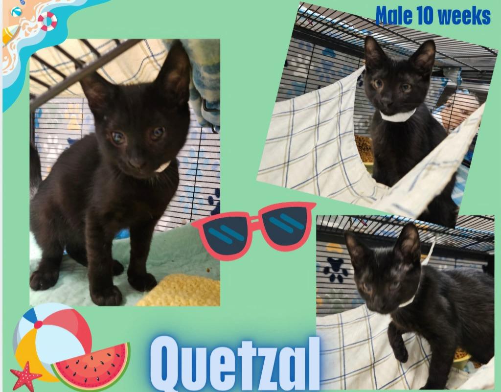 Quetzal, Adoptable, Kitten Male Domestic Short Hair.