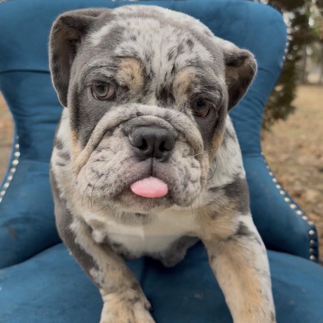 Wrangler, ADOPTABLE, Puppy Female English Bulldog.