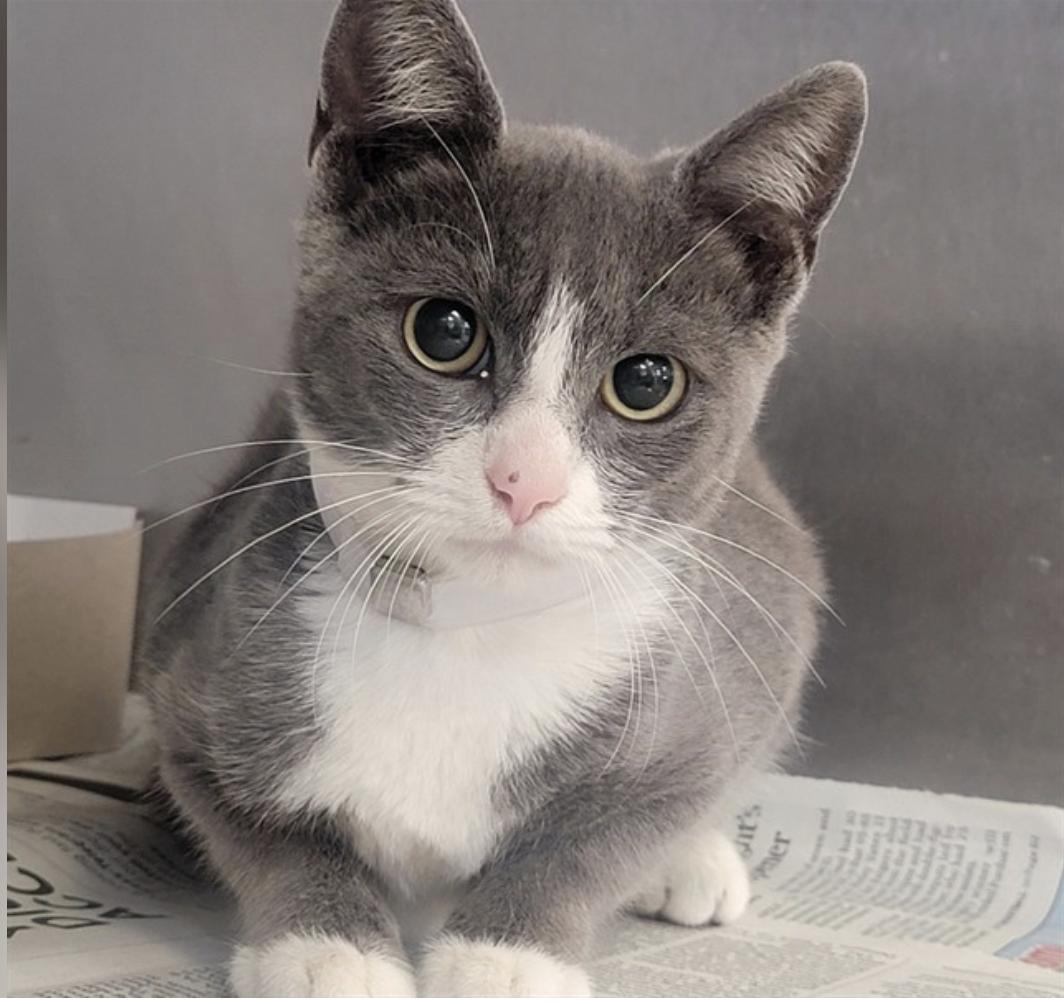 Enlarge Chrome, a Adoptable American Shorthair in Beverly Hills, CA image 1/1