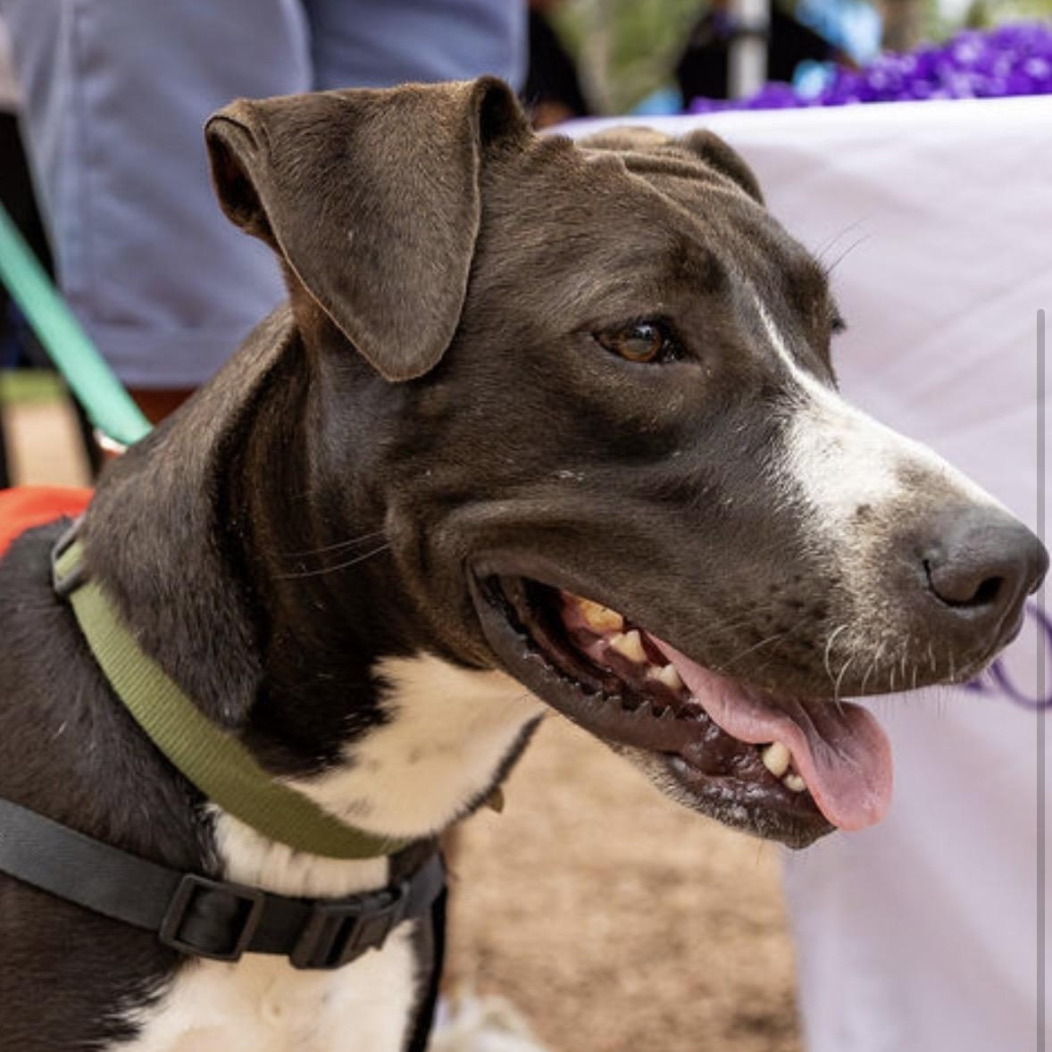 Savannah Banana, Adoptable, Young Female Labrador Retriever & Pit Bull Terrier.