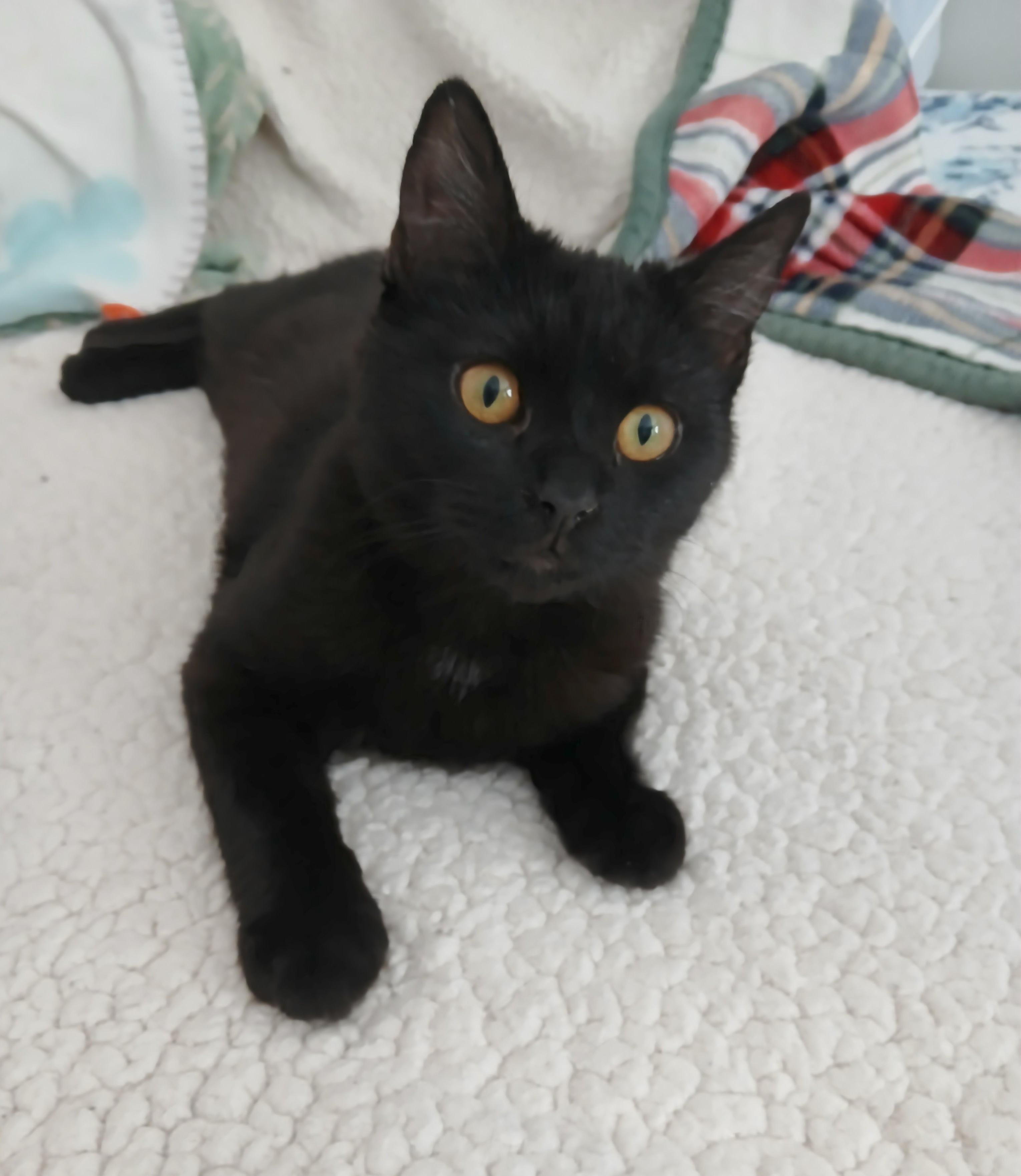 Enlarge Myles, a hold mixed breed in Las Vegas, NV image 2/6