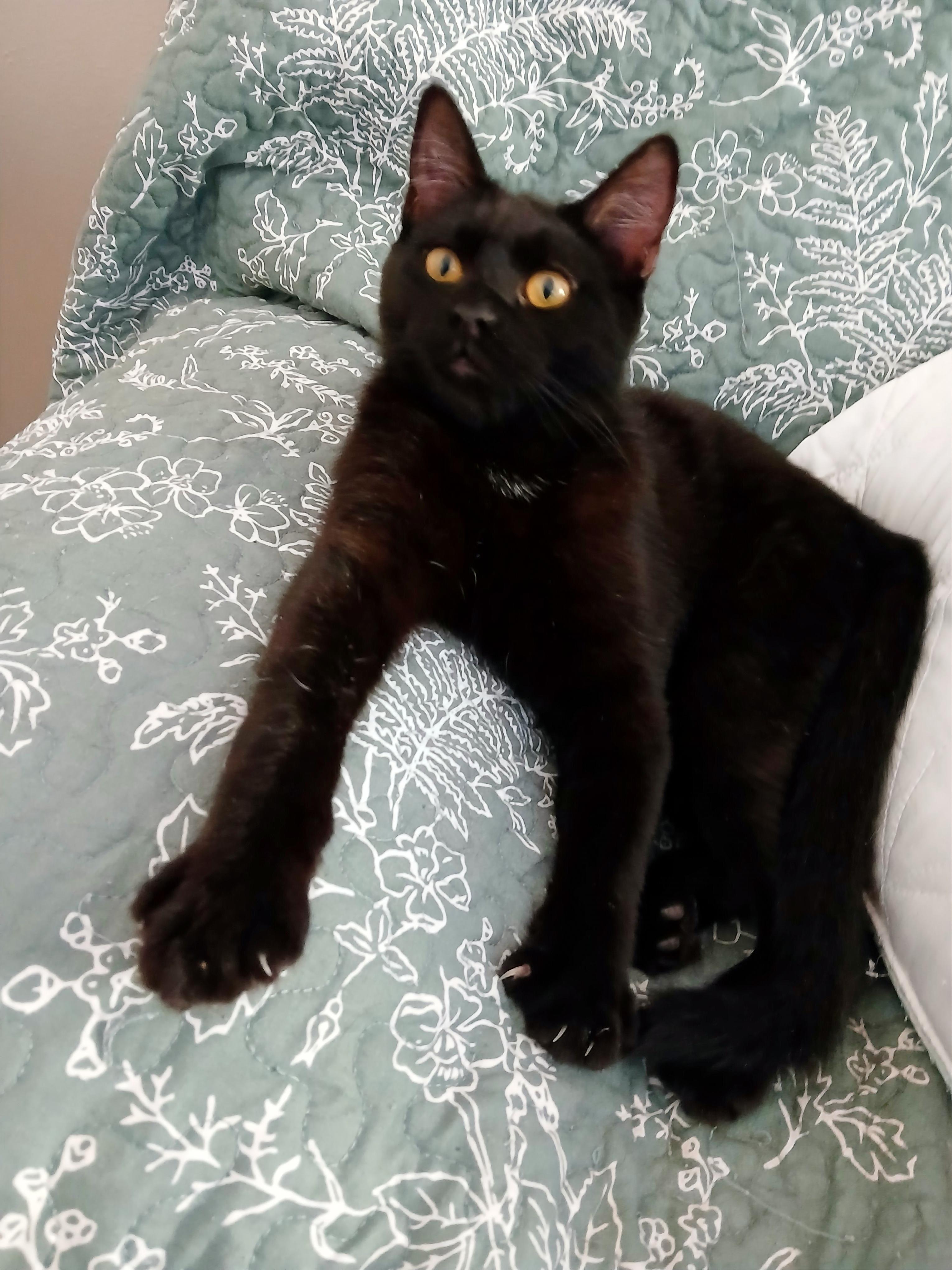 Enlarge Myles, an adoptable mixed breed in Las Vegas, NV image 5/6