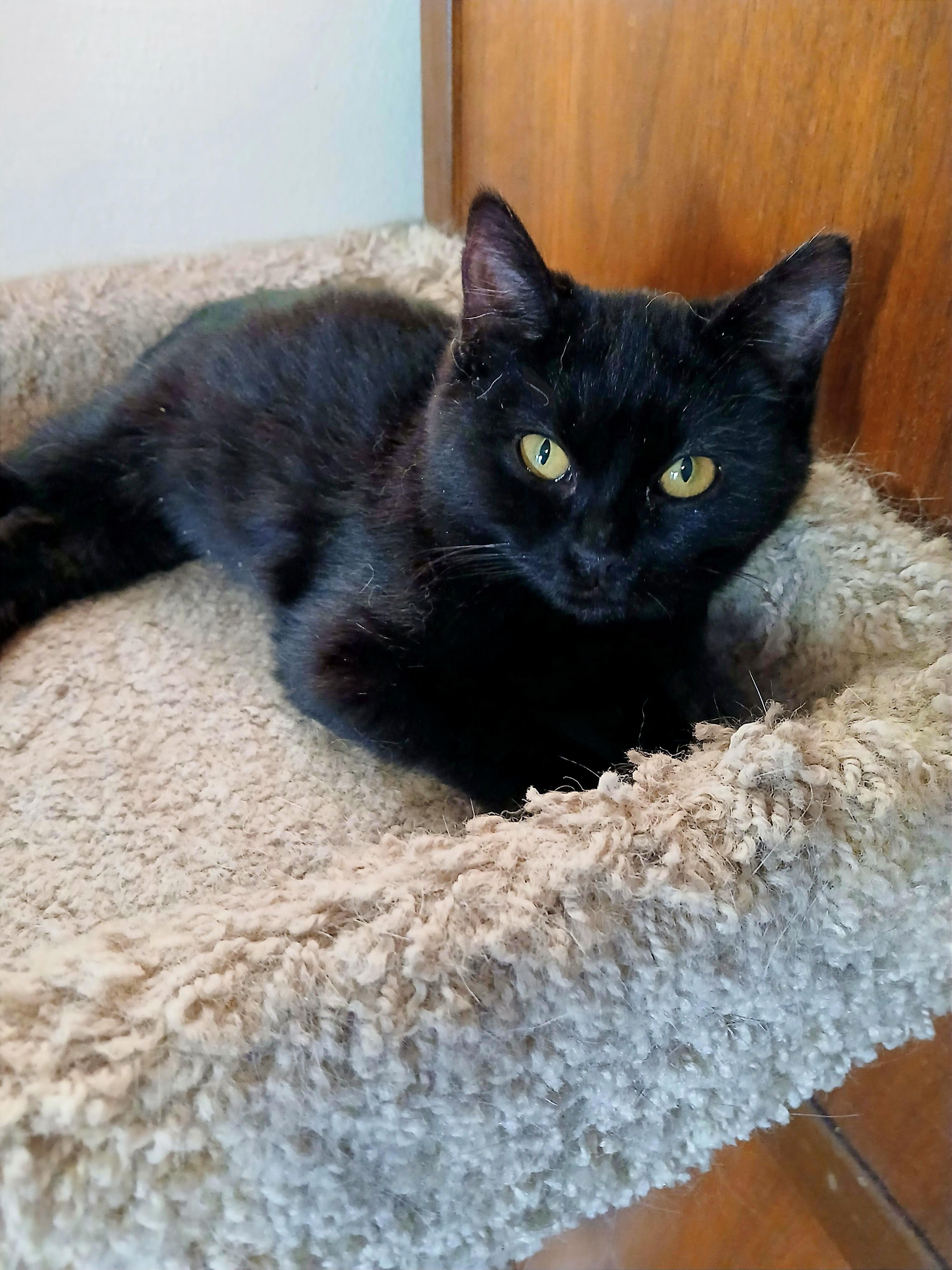 Myles, ADOPTABLE, Kitten Male Bombay & Domestic Short Hair.