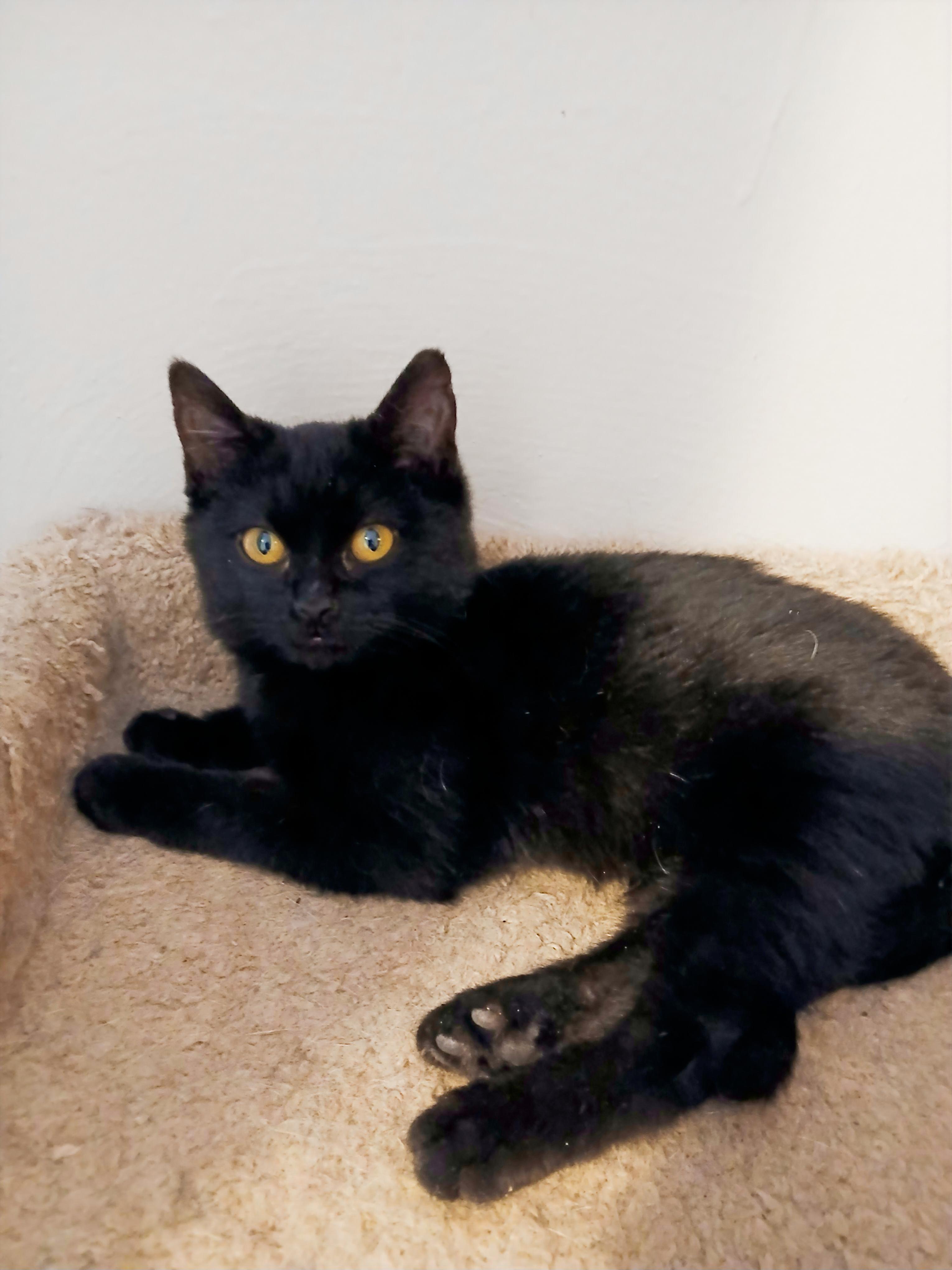 Enlarge Myles, a ADOPTABLE mixed breed in Las Vegas, NV image 2/4