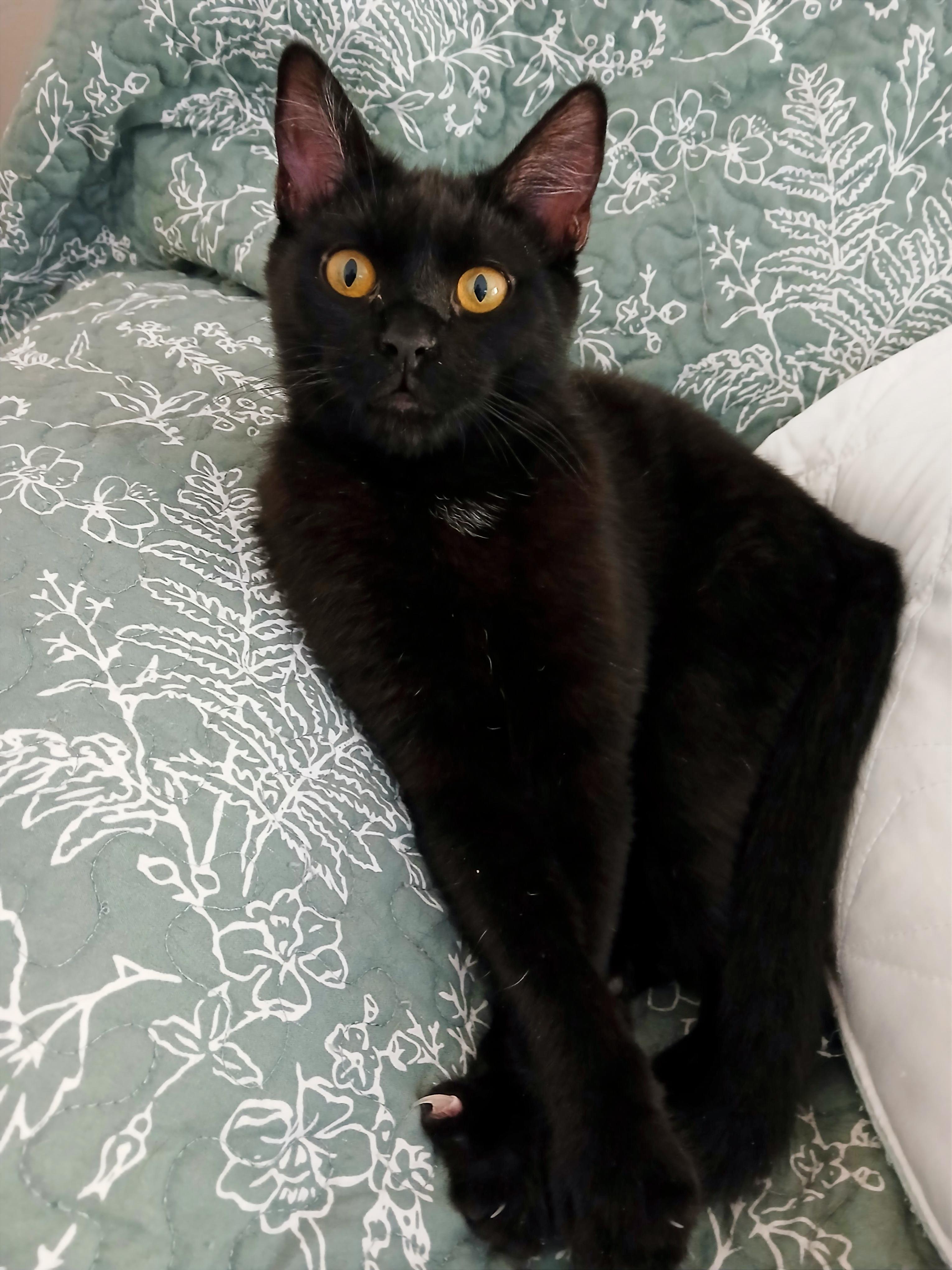 Enlarge Myles, an adoptable mixed breed in Las Vegas, NV image 6/6