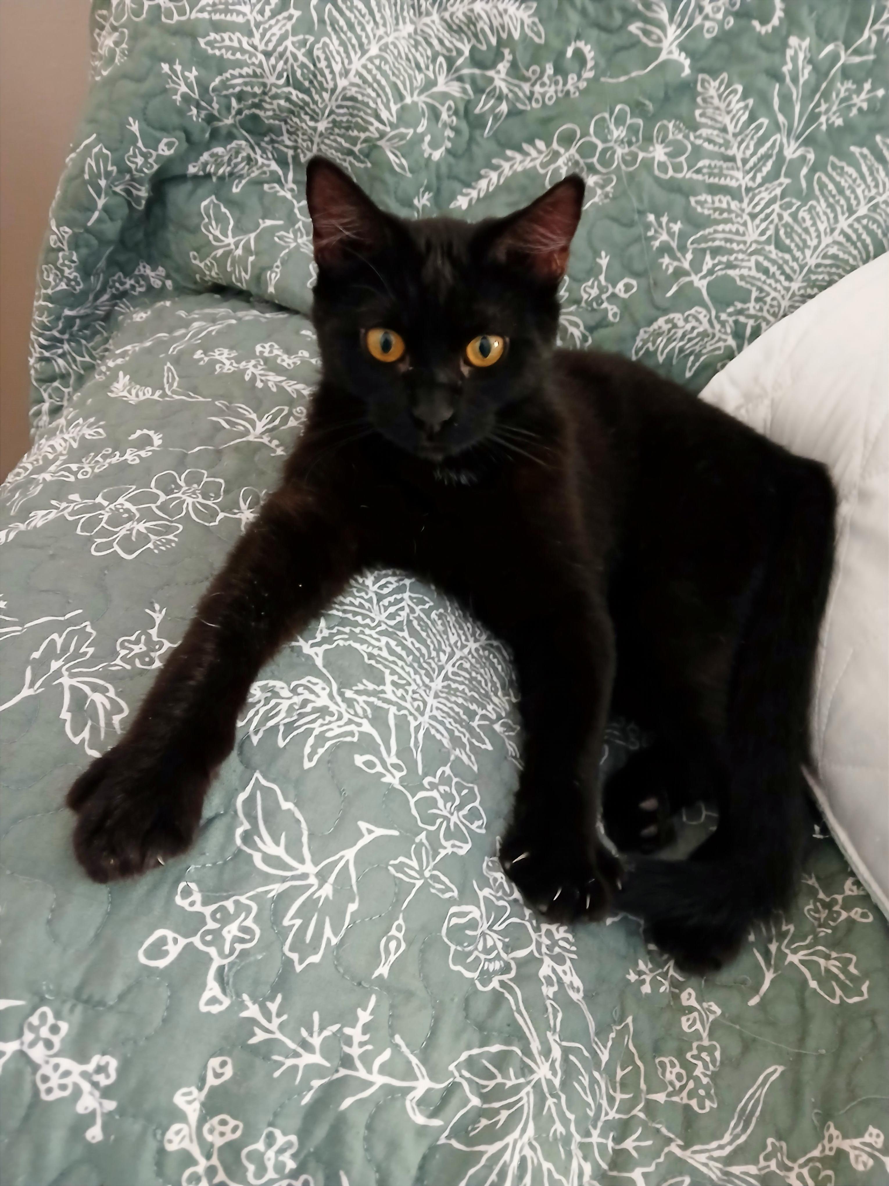 Enlarge Myles, an adoptable mixed breed in Las Vegas, NV image 4/6