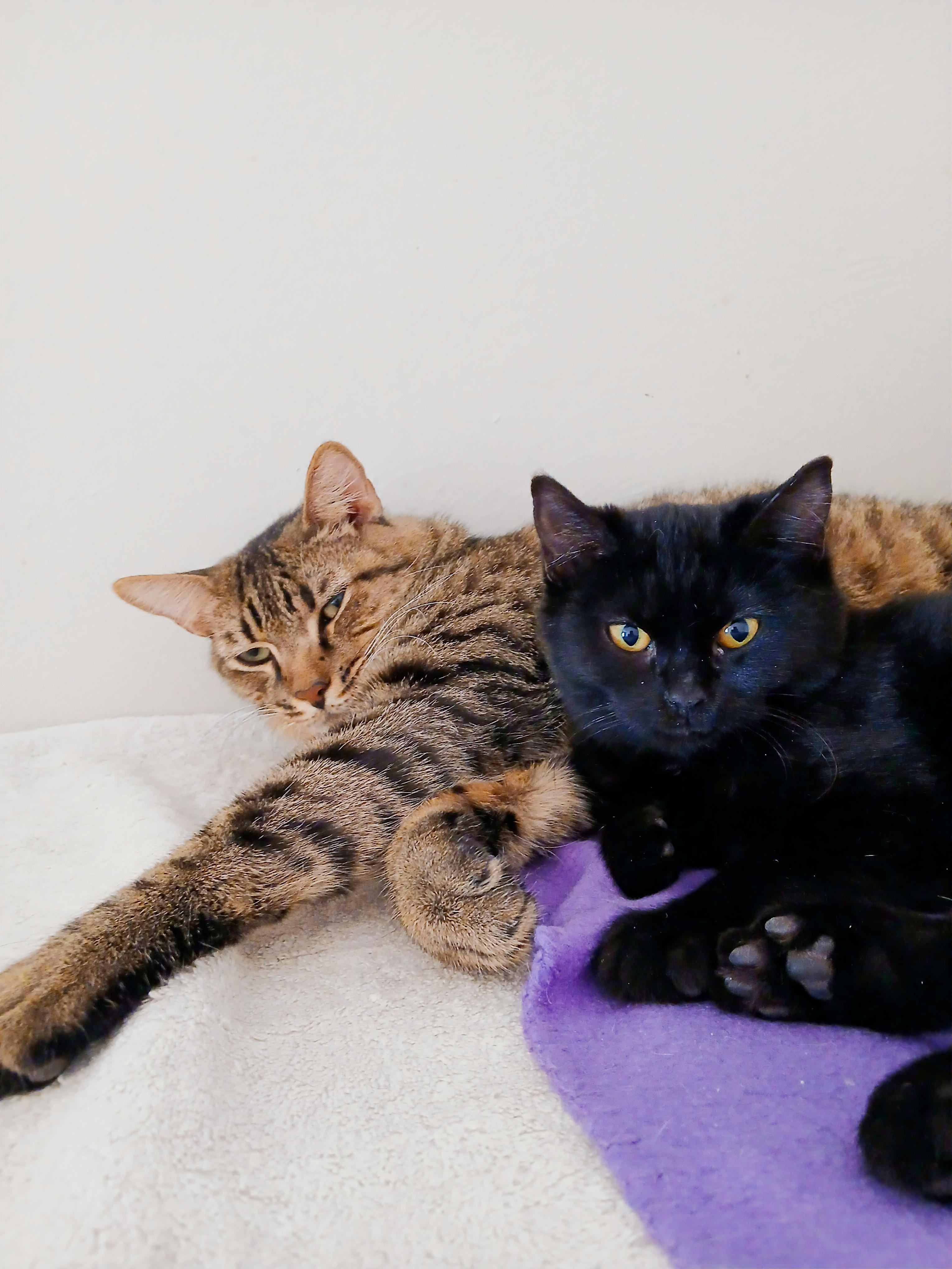 Enlarge Myles, a ADOPTABLE mixed breed in Las Vegas, NV image 3/4