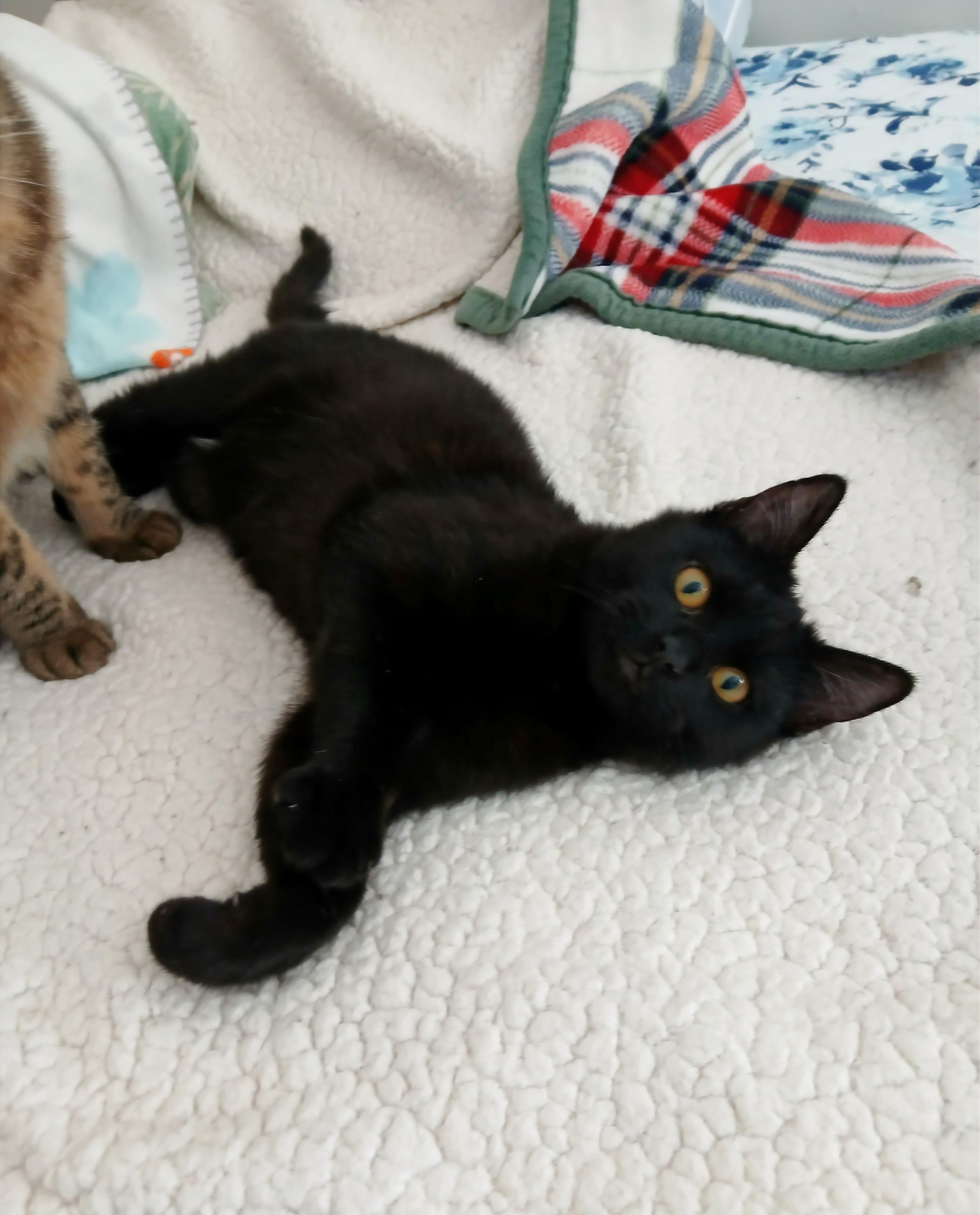 Enlarge Myles, a hold mixed breed in Las Vegas, NV image 5/6