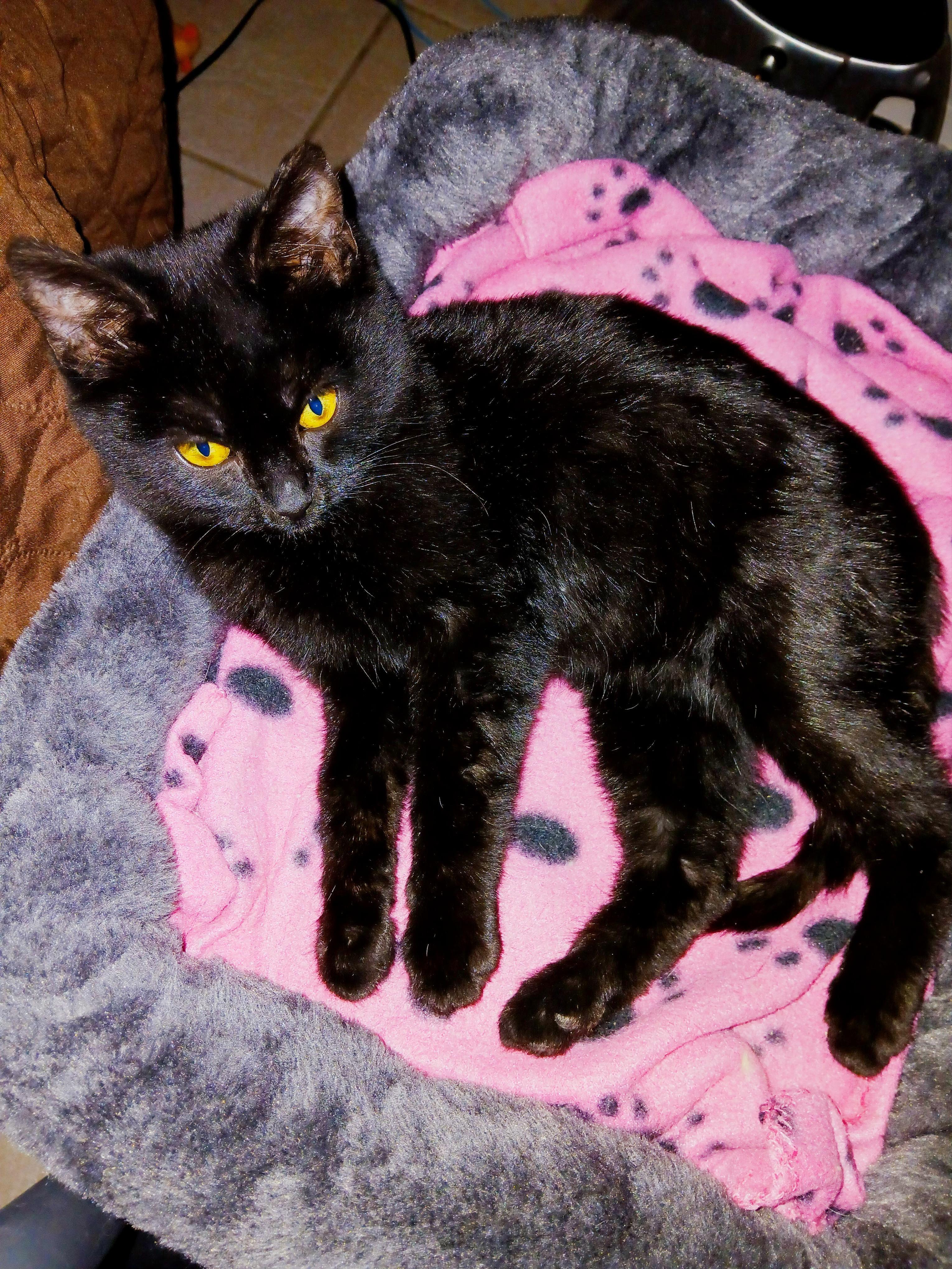 Enlarge Myles, a ADOPTABLE mixed breed in Las Vegas, NV image 4/4