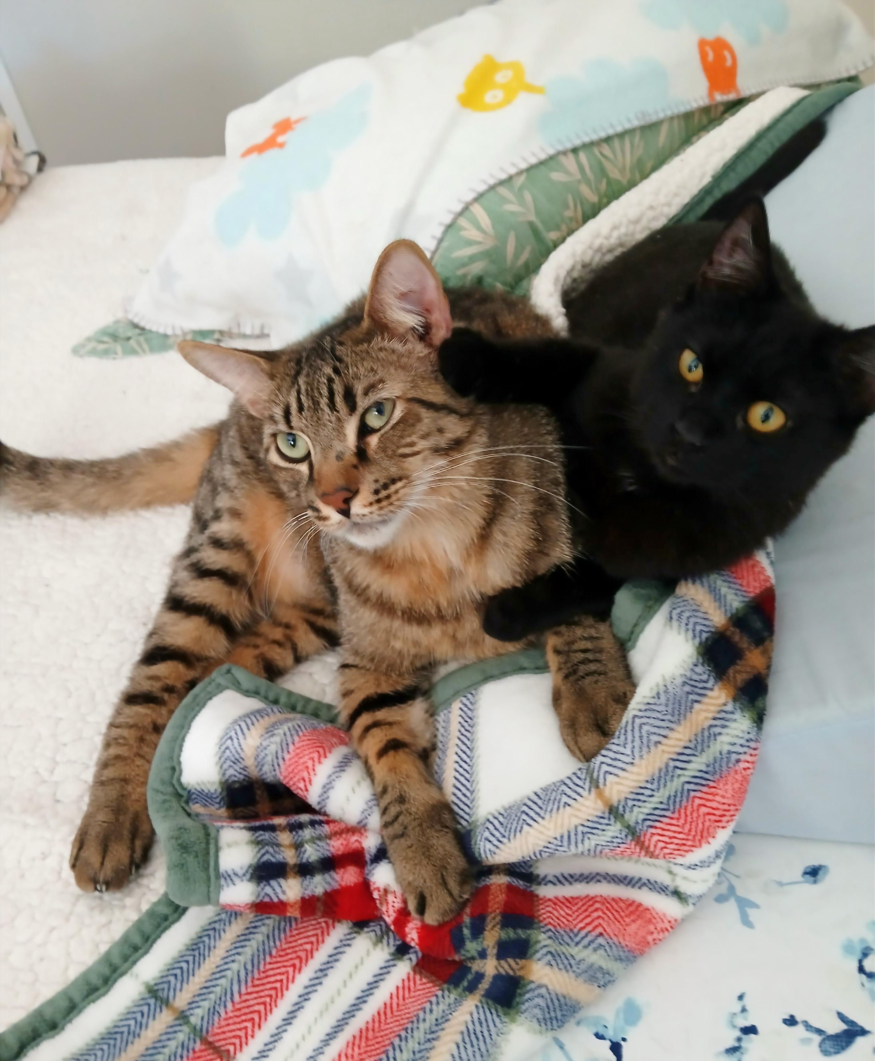 Enlarge Myles, a hold mixed breed in Las Vegas, NV image 4/6