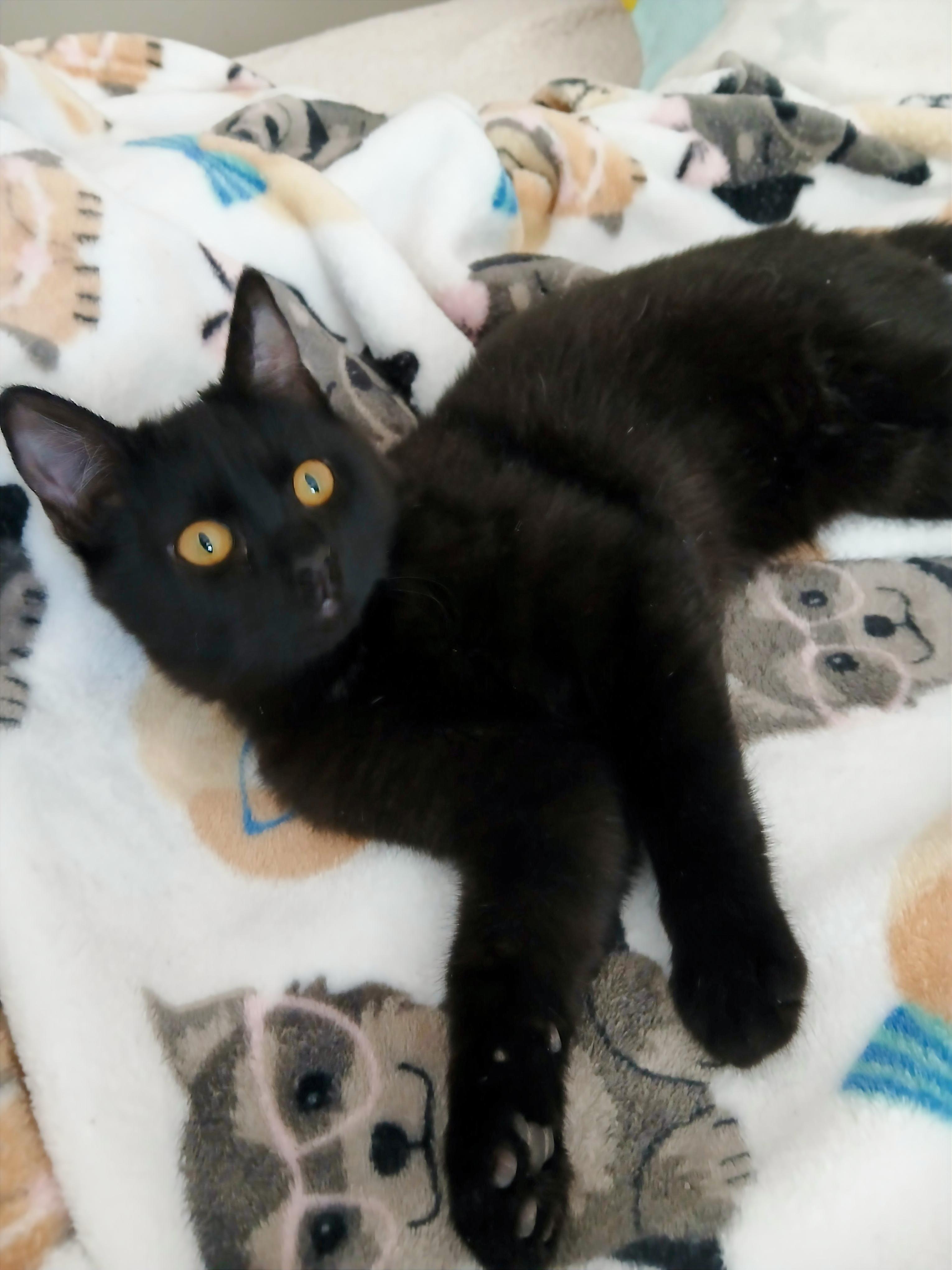 Enlarge Myles, a hold mixed breed in Las Vegas, NV image 3/6