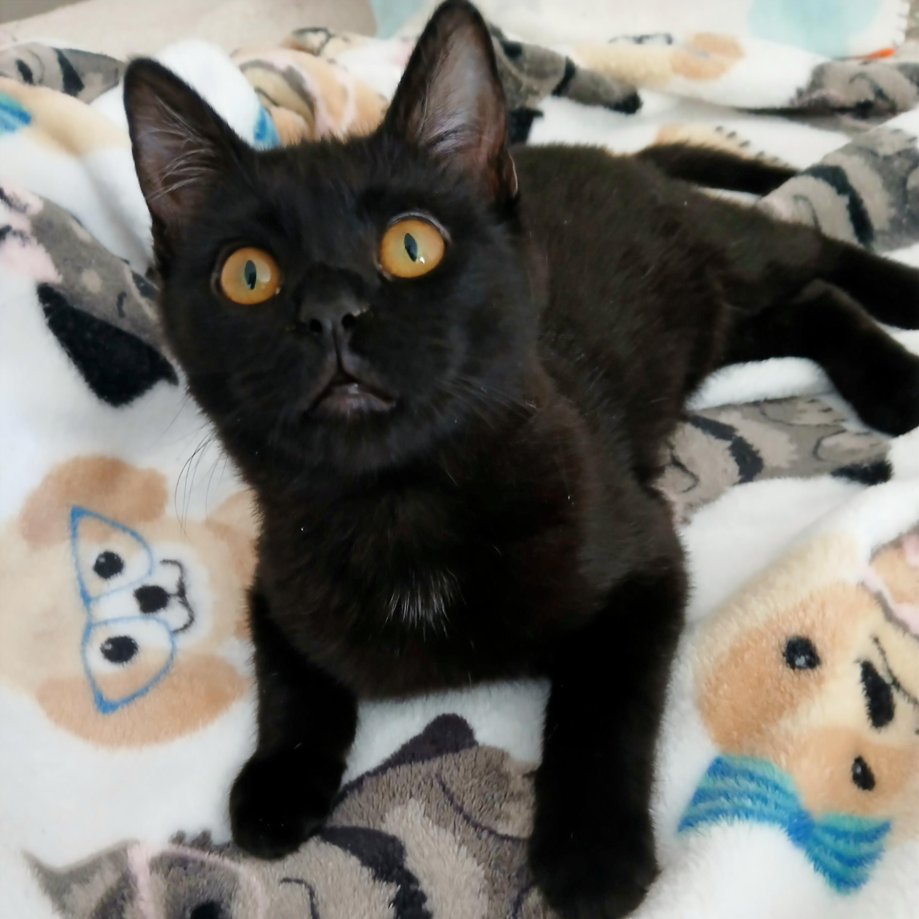 Enlarge Myles, a hold mixed breed in Las Vegas, NV image 1/6