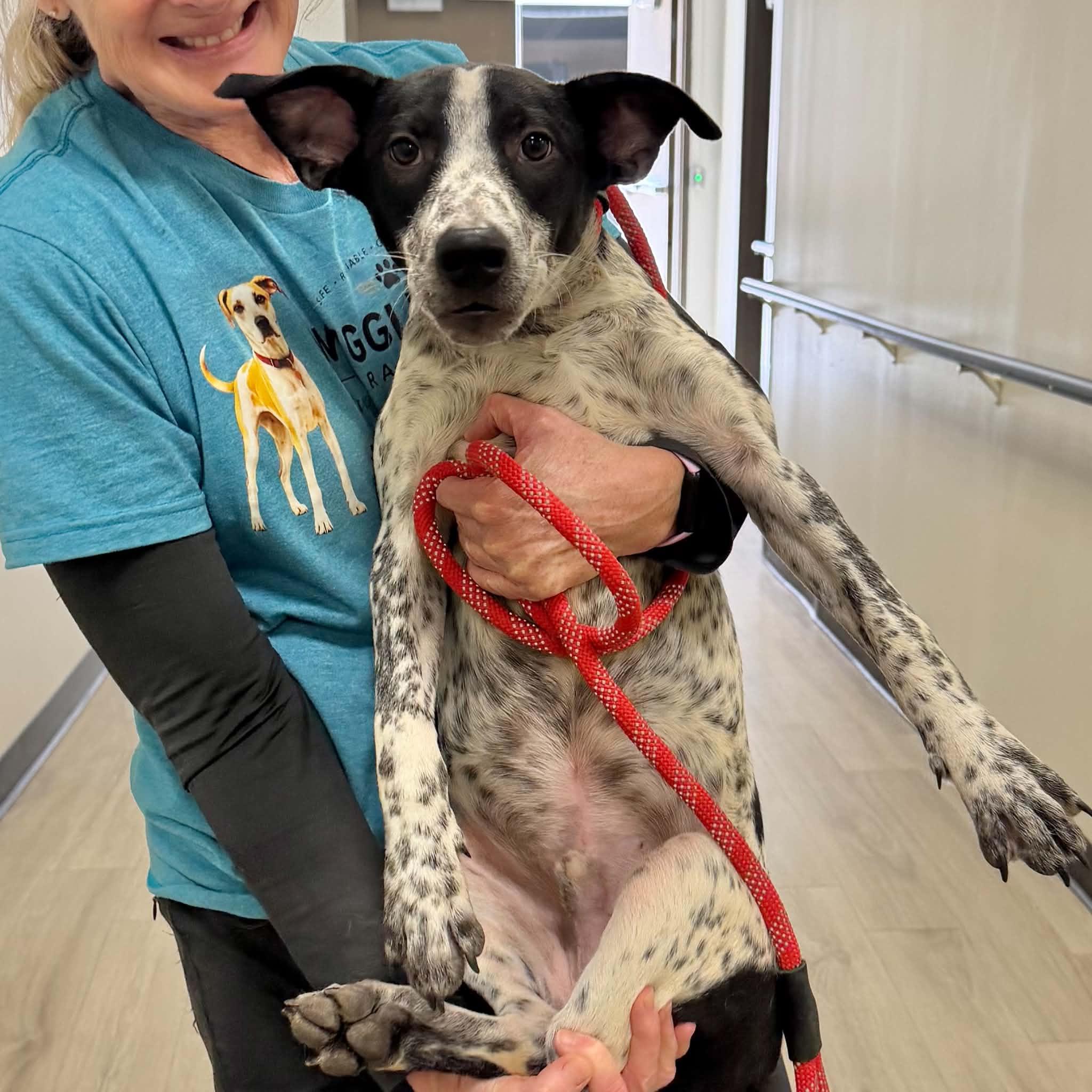 Enlarge Cooper, a Adoptable mixed breed in Boulder, CO image 4/6