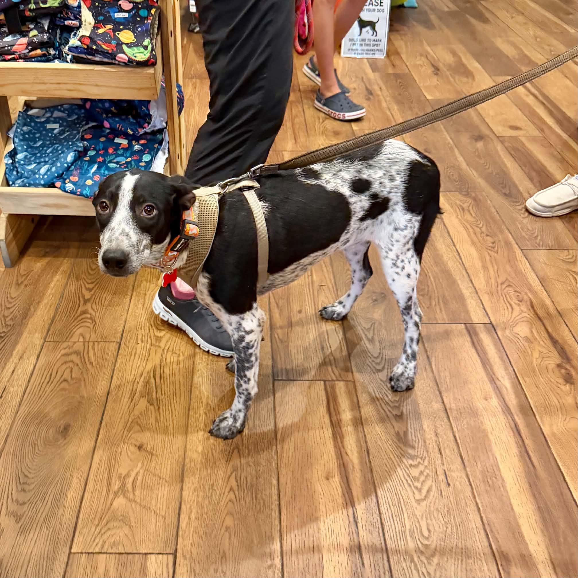 Enlarge Cooper, a Adoptable mixed breed in Boulder, CO image 6/6