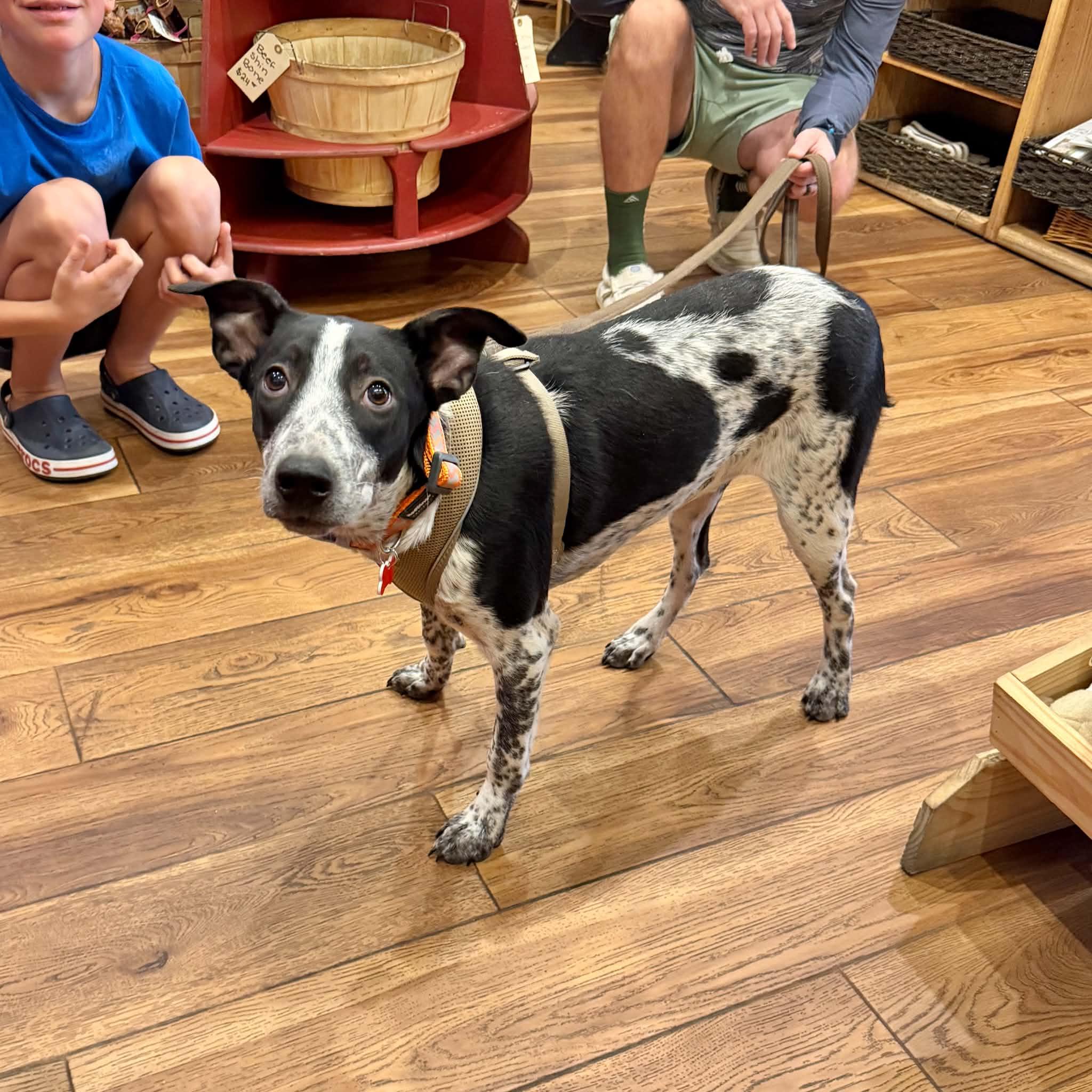 Enlarge Cooper, a Adoptable mixed breed in Boulder, CO image 1/6